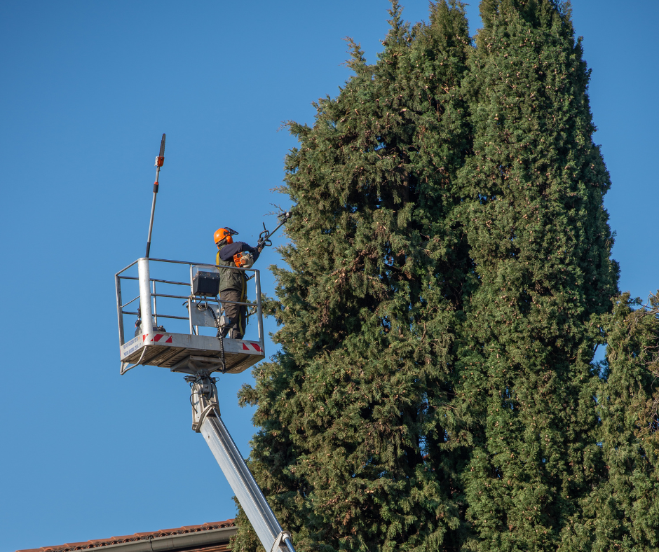 Man on a lift prunes a tall tree with electric hedge trimmers under a blue sky.