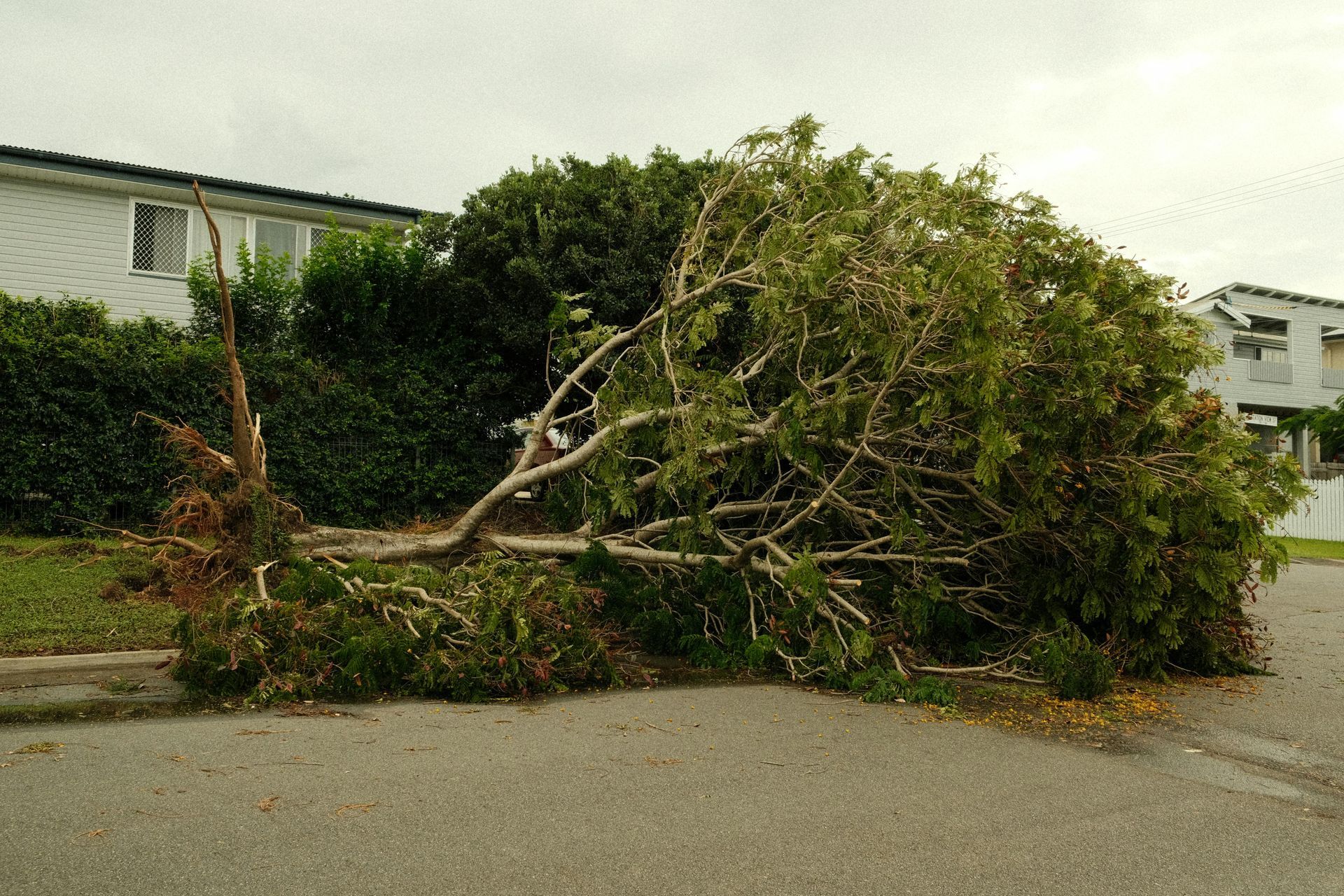 Fallen tree across a residential street, blocking the road. Green leaves, gray asphalt, cloudy sky.