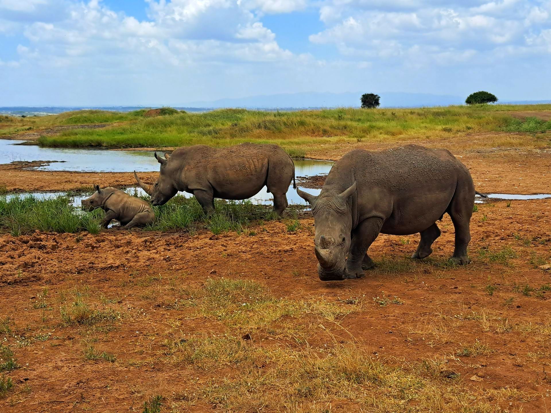 Family of rhinos Kenya safari Epic Golf Safaris