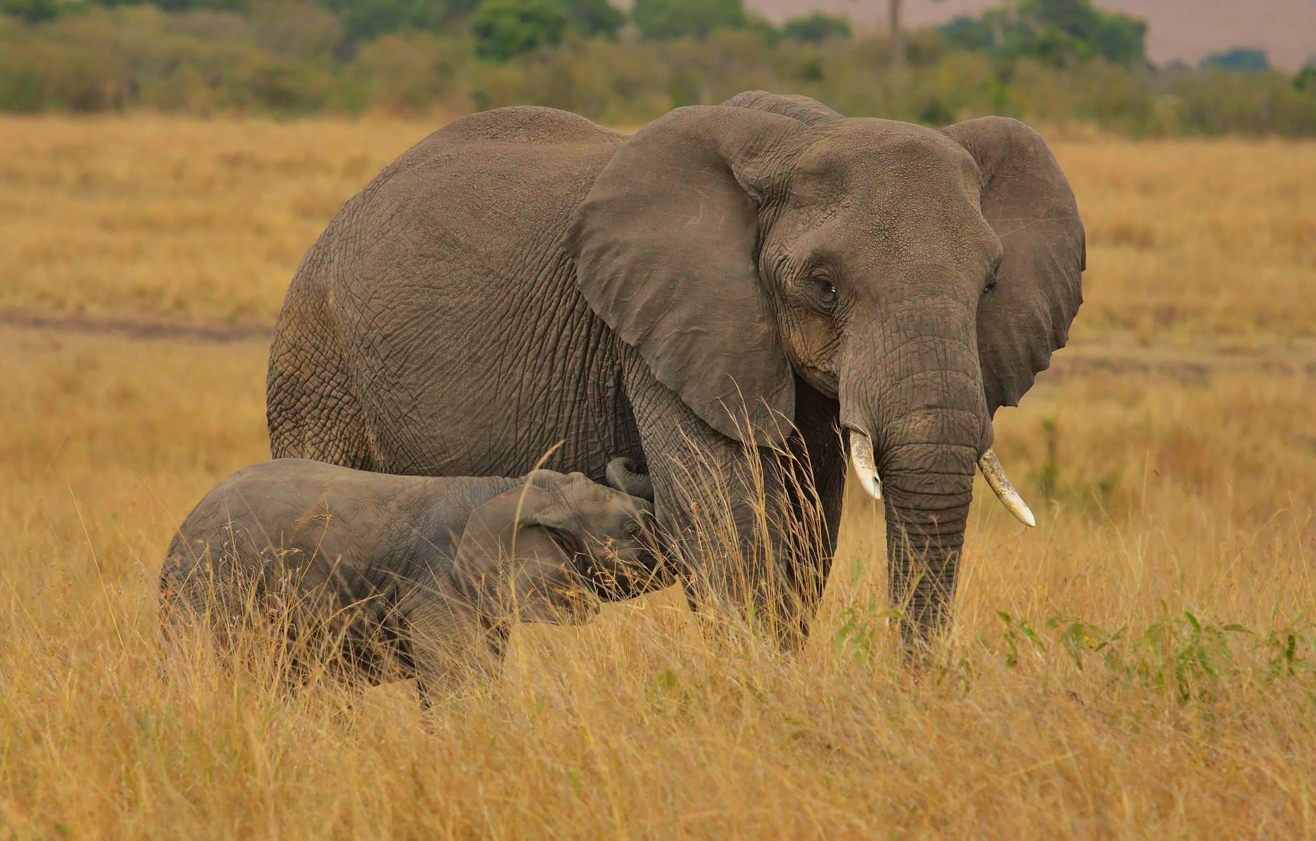 Elephant in Kenya with baby Epic Golf Safaris