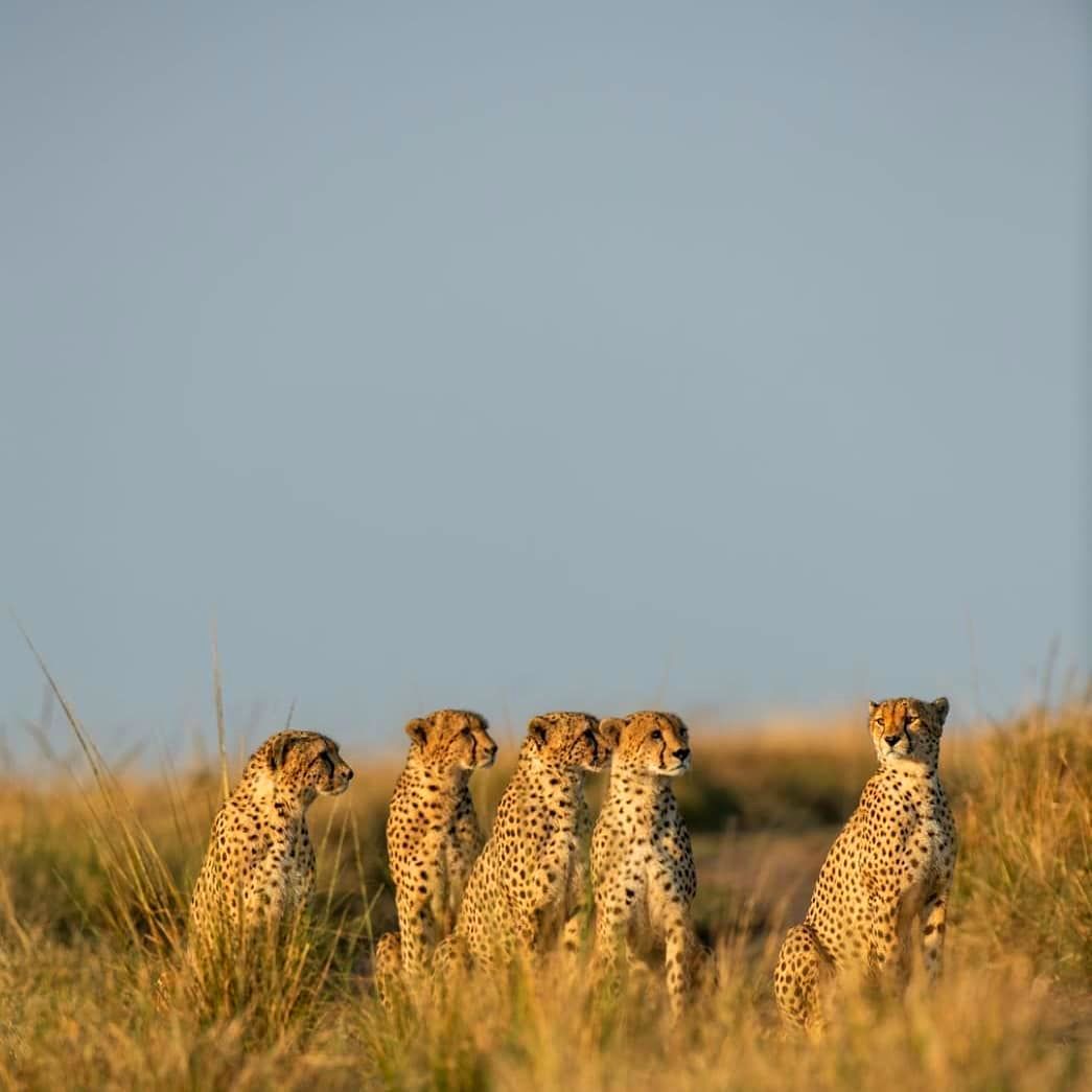 Five cheetahs Kenya wildlife Epic Golf Safaris