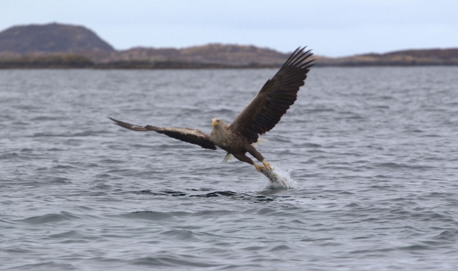 Havørn catch Helnessund