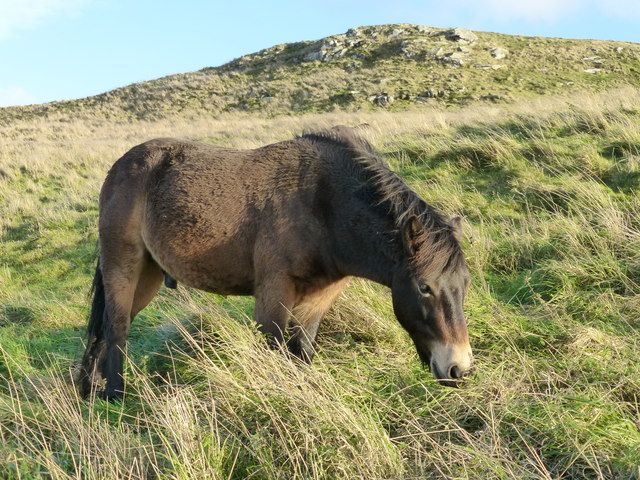 Wilde Exmoor pony Ameland Roosdunen