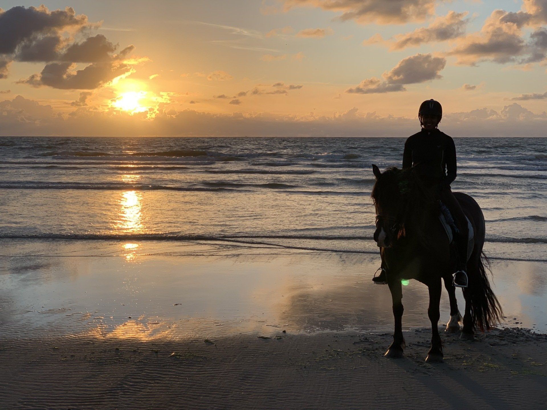 Paard op het strand van Ameland