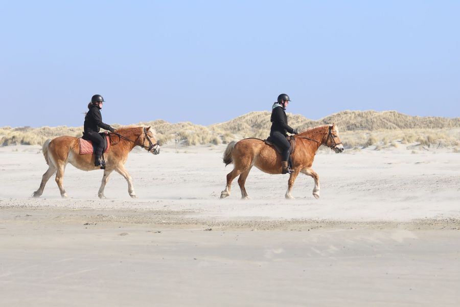 paardrijden op het strand van Ameland bij hollumer trap lange dagtocht van 3,5 uur
