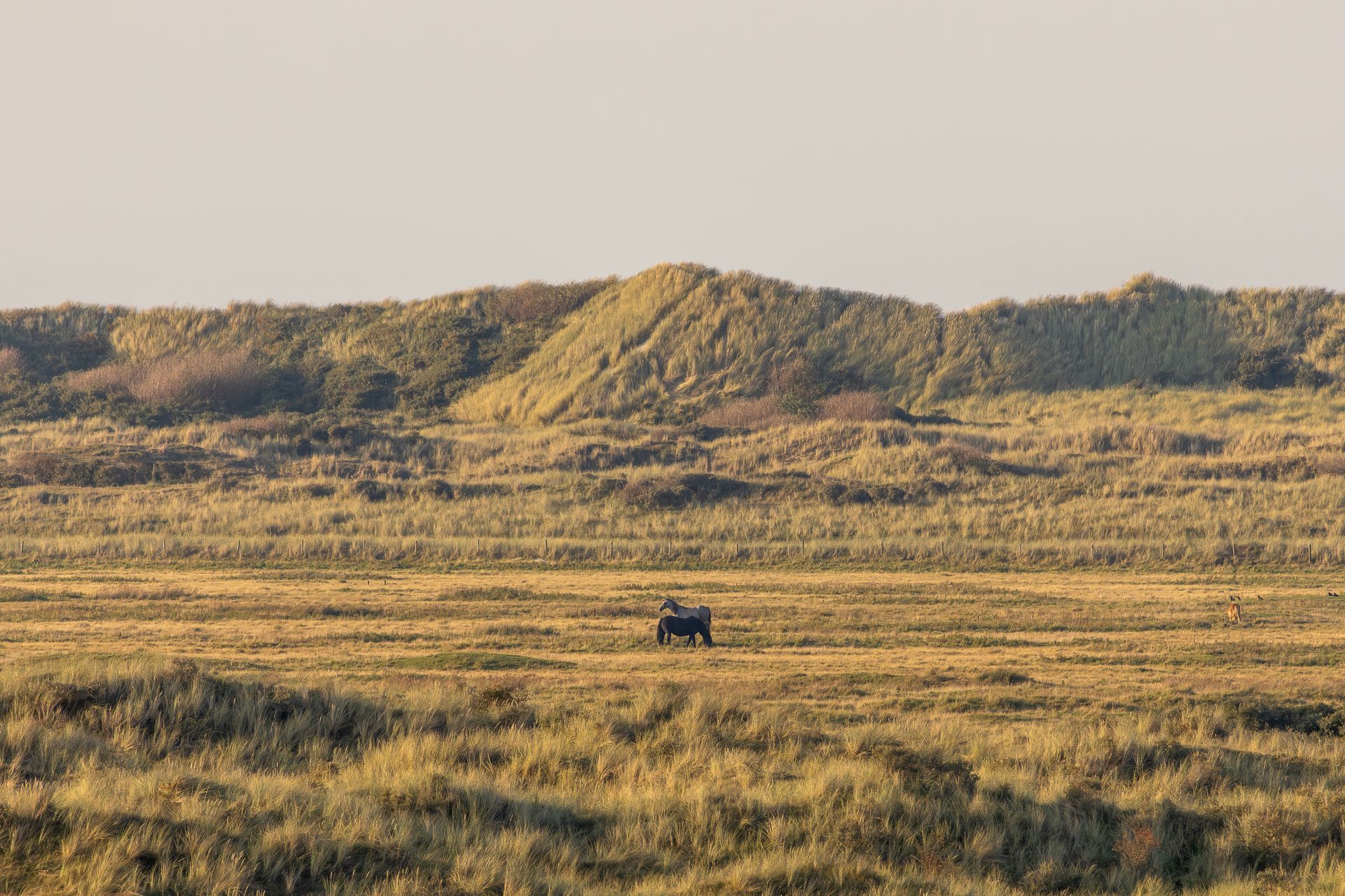 Een dier in de verte in een grasveld met duinen op de achtergrond, onder een bleke hemel.