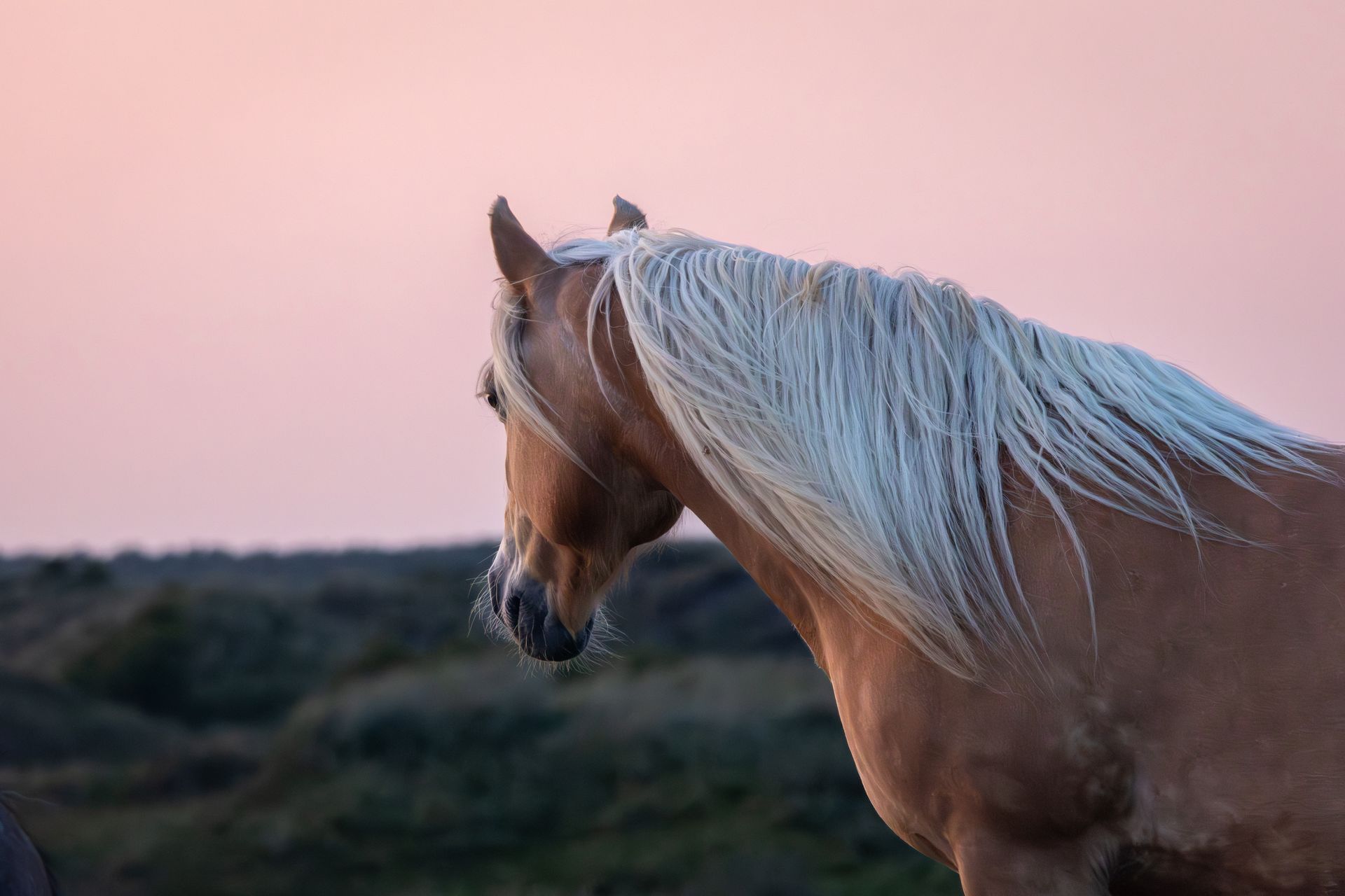 Een bruin paard met witte manen staat in een veld.