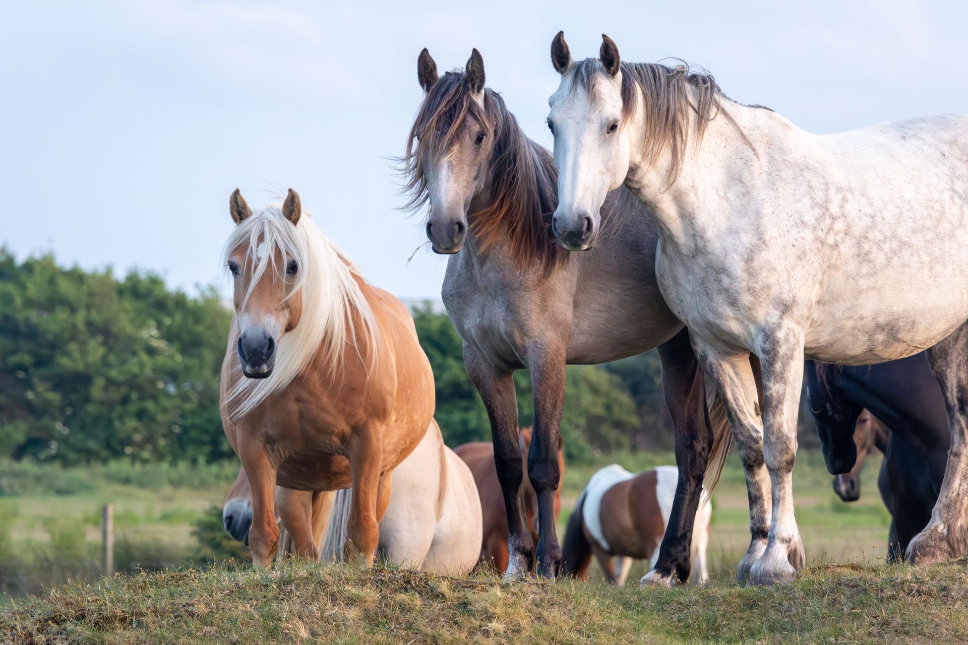 Twee mensen rijden paarden op het strand van Ameland. 