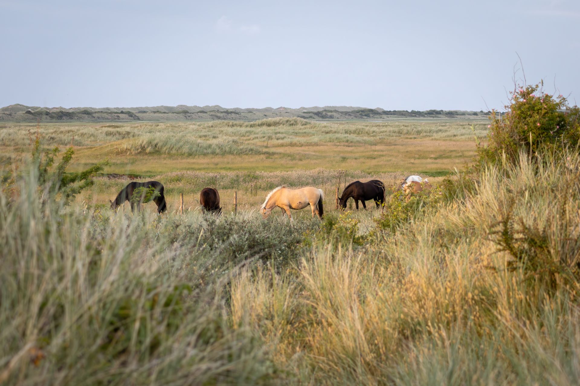 Twee mensen rijden paarden op het strand van Ameland. 