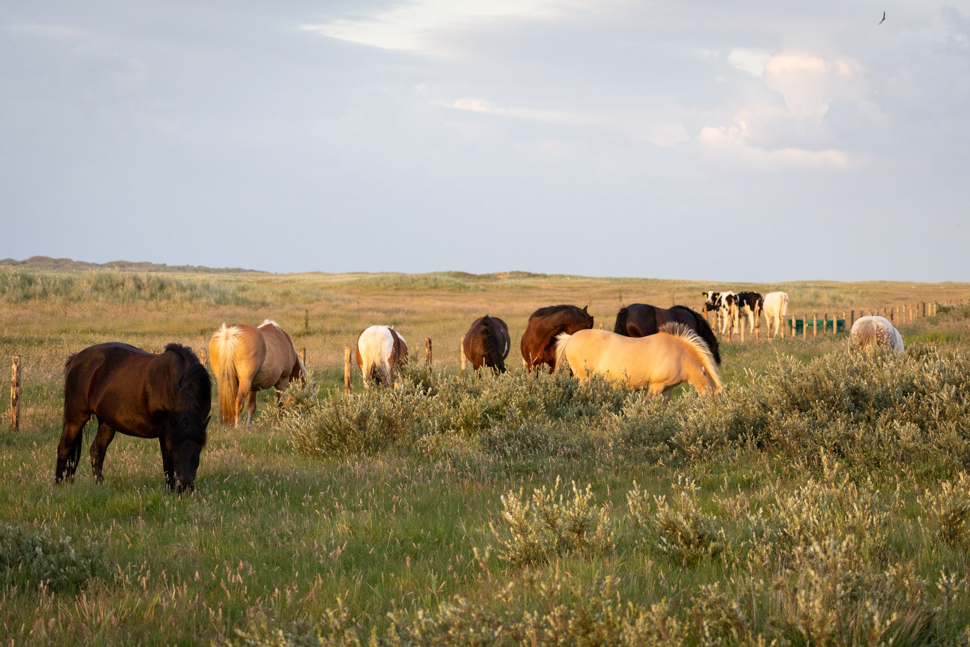 Horses graze in a grassy field with low-lying shrubs under a cloudy sky.