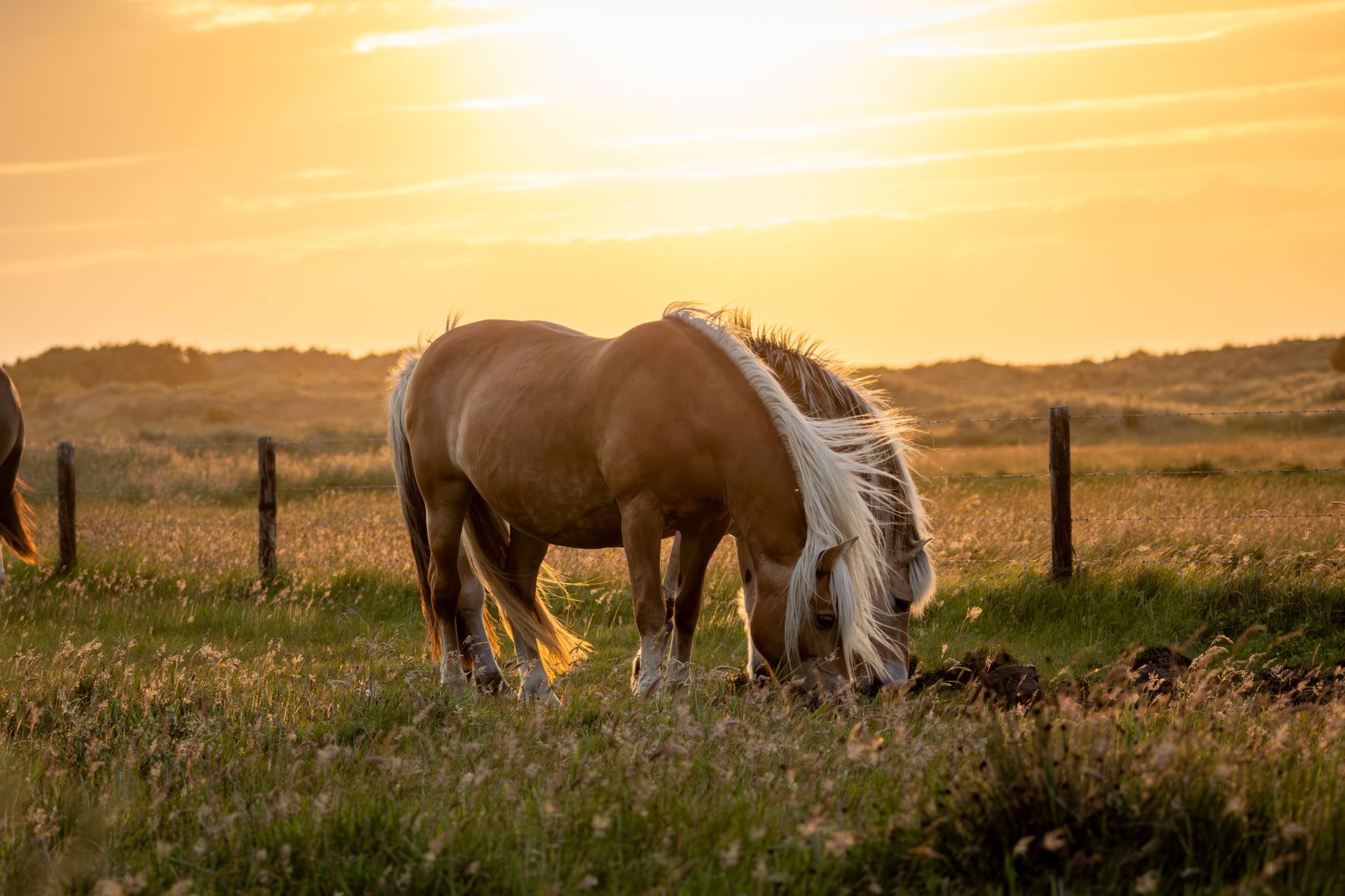 Twee paarden grazen in een veld bij zonsondergang.
