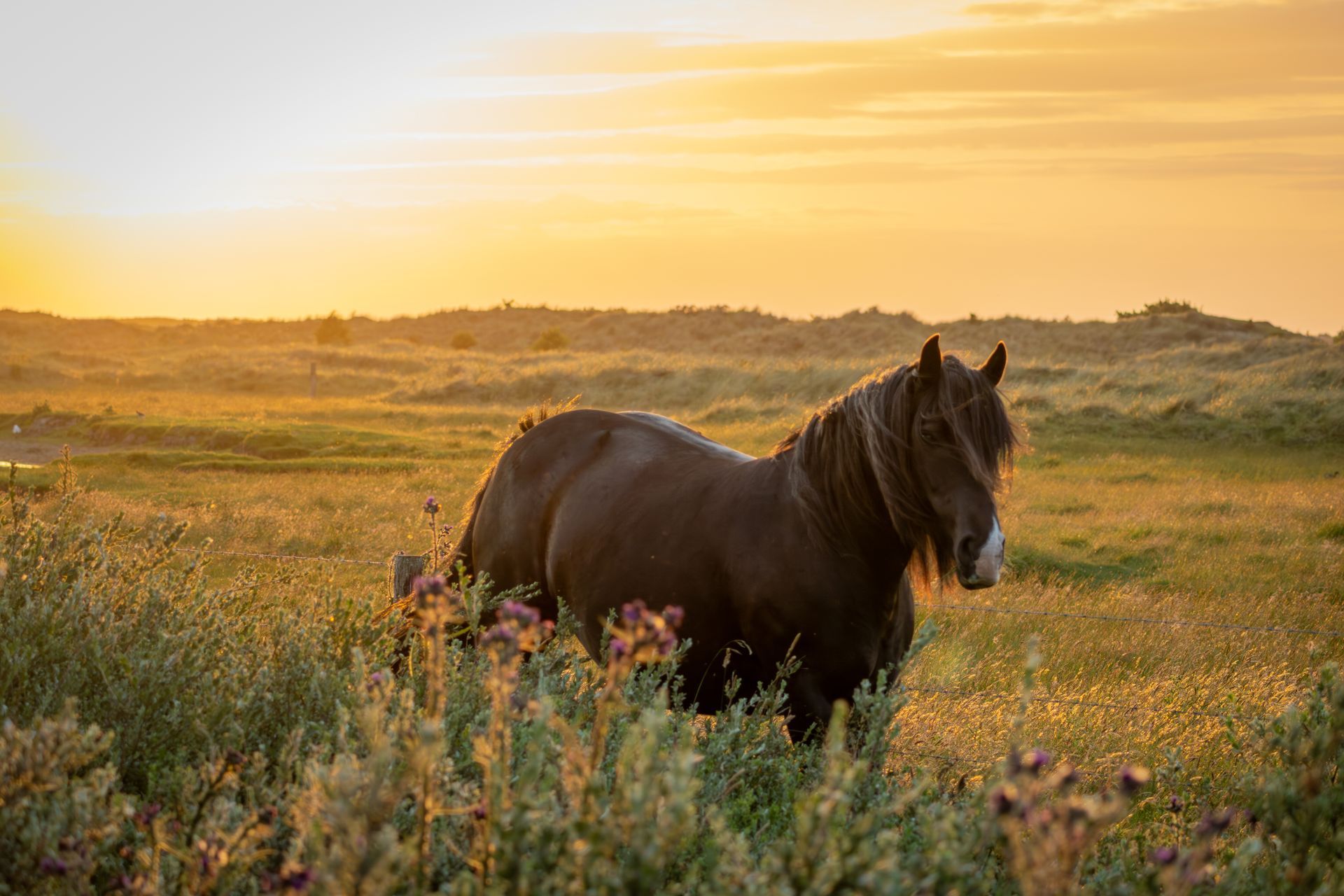 Een zwart paard staat in een bloemenveld bij zonsondergang.
