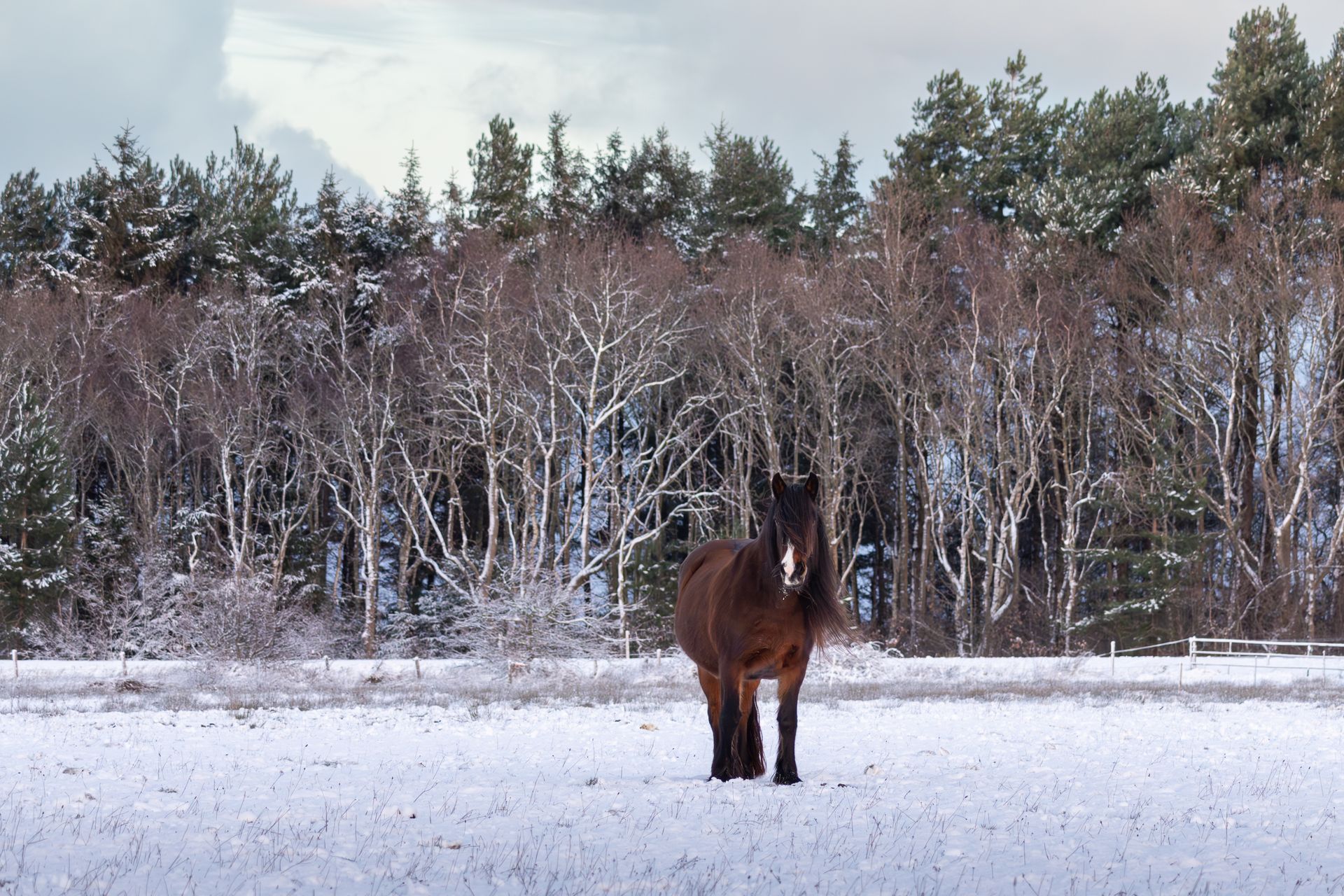 Een bruin paard staat in een besneeuwd veld, met kale bomen en naaldbomen op de achtergrond.