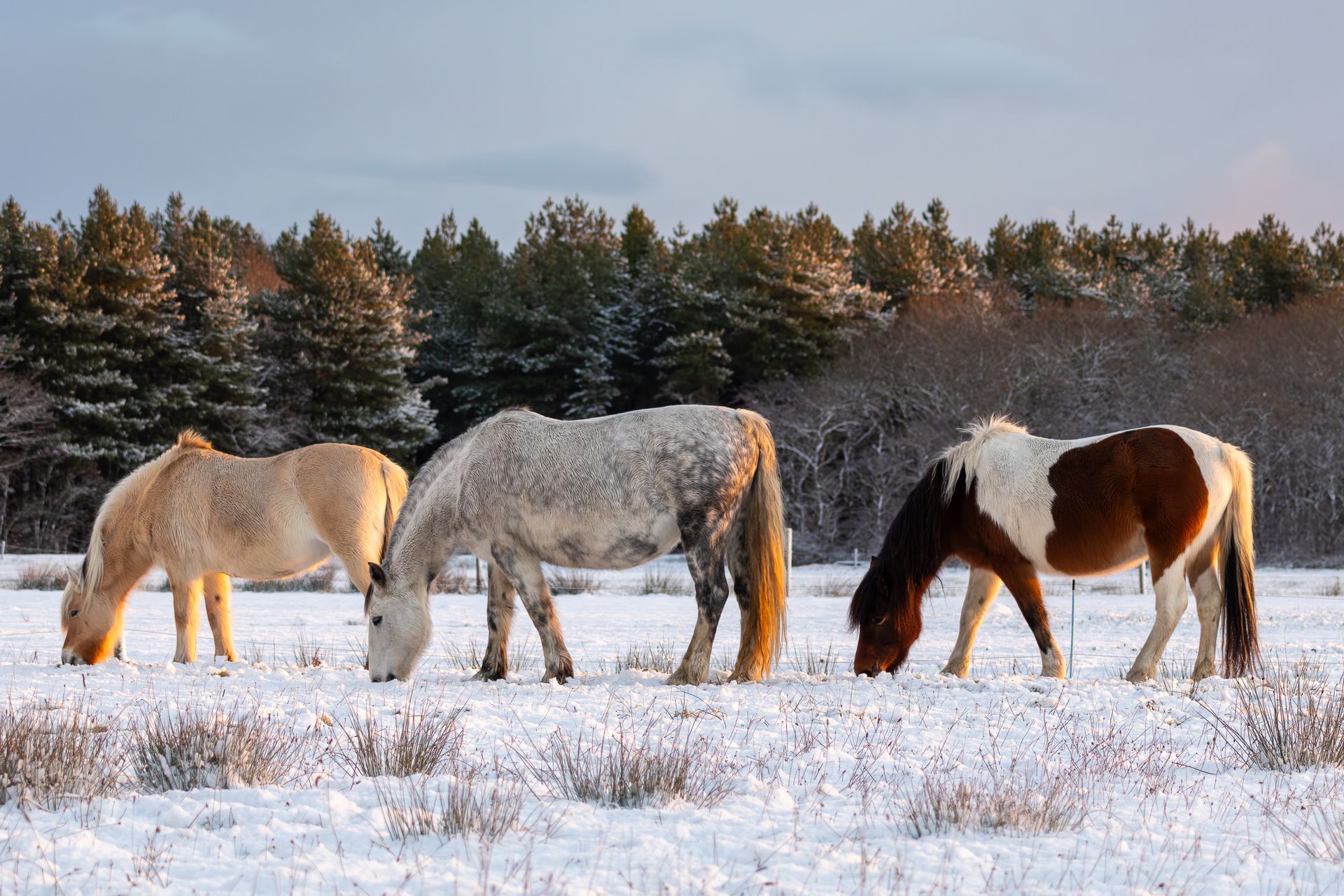 Drie paarden grazen in een besneeuwd veld, met bomen op de achtergrond en zonlicht.