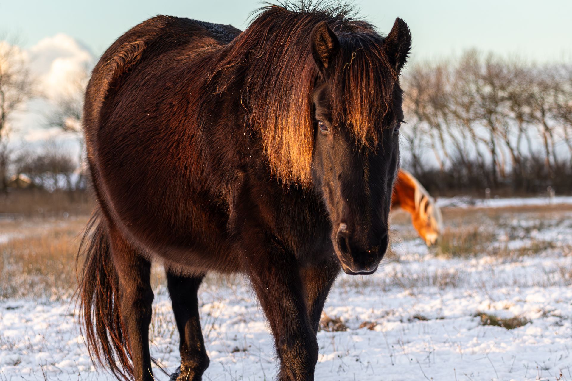 Donker paard staand in een besneeuwd veld met oranje accenten.