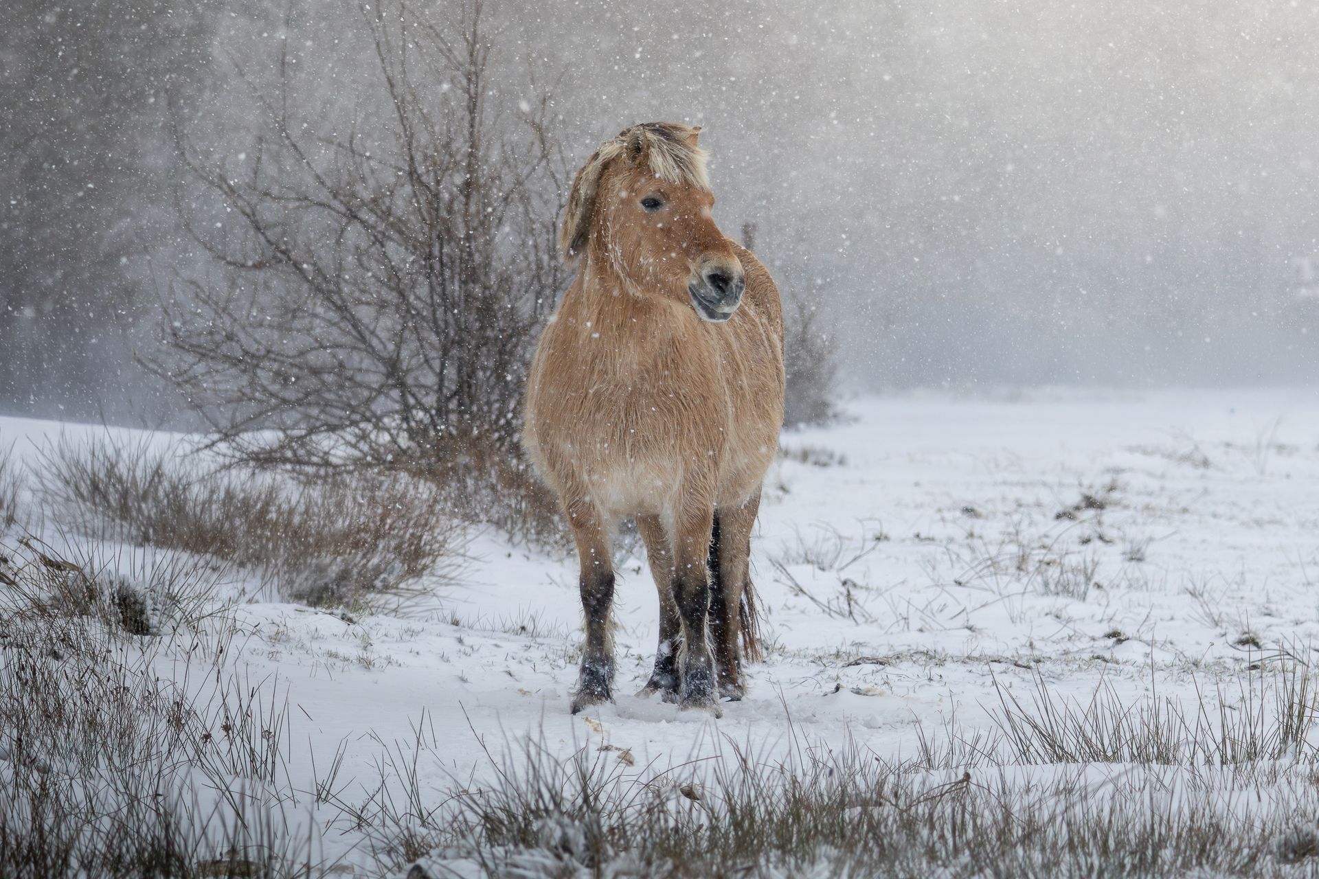 Paard staat in een besneeuwd veld, kijkt naar rechts, lichtbruine vacht, sneeuw valt, kale bomen op de achtergrond.