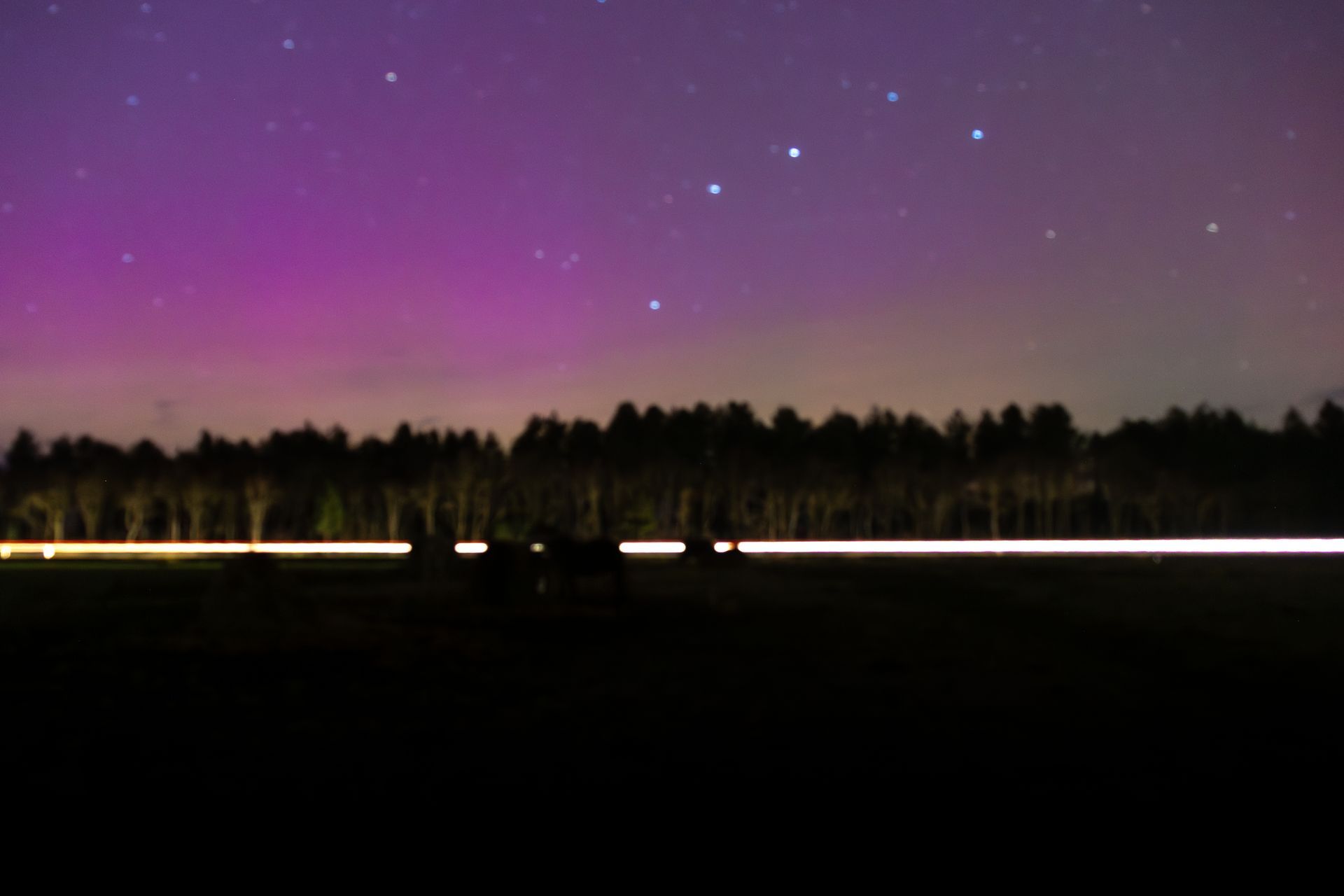Paars noorderlicht boven een donker bos en veld met een lange rij autolichten en paarden.