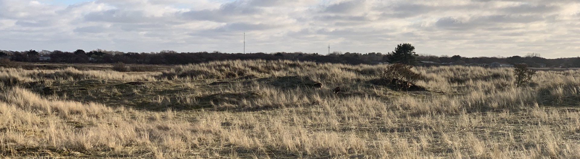 Soayschapen op Ameland | Hollumer Trap | Paardrijden op het strand