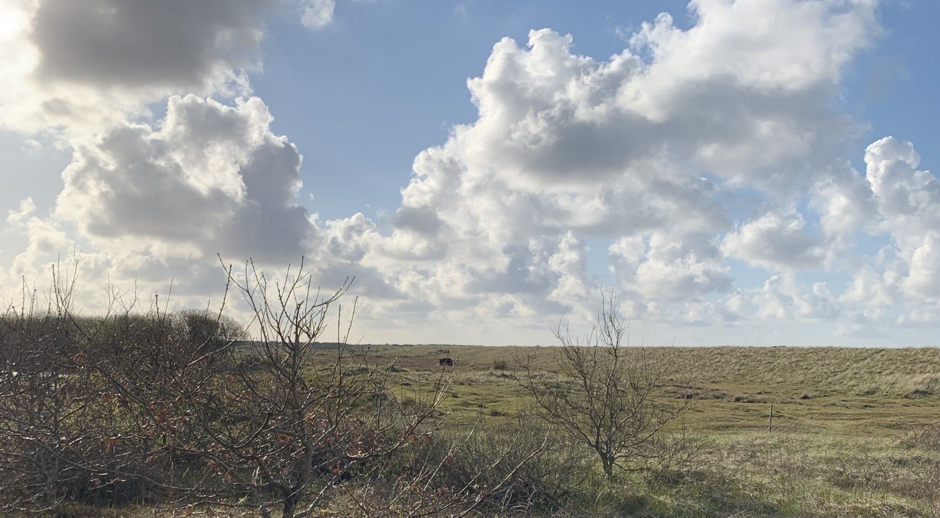 Hereford runderen koeien Ameland Roosduinen