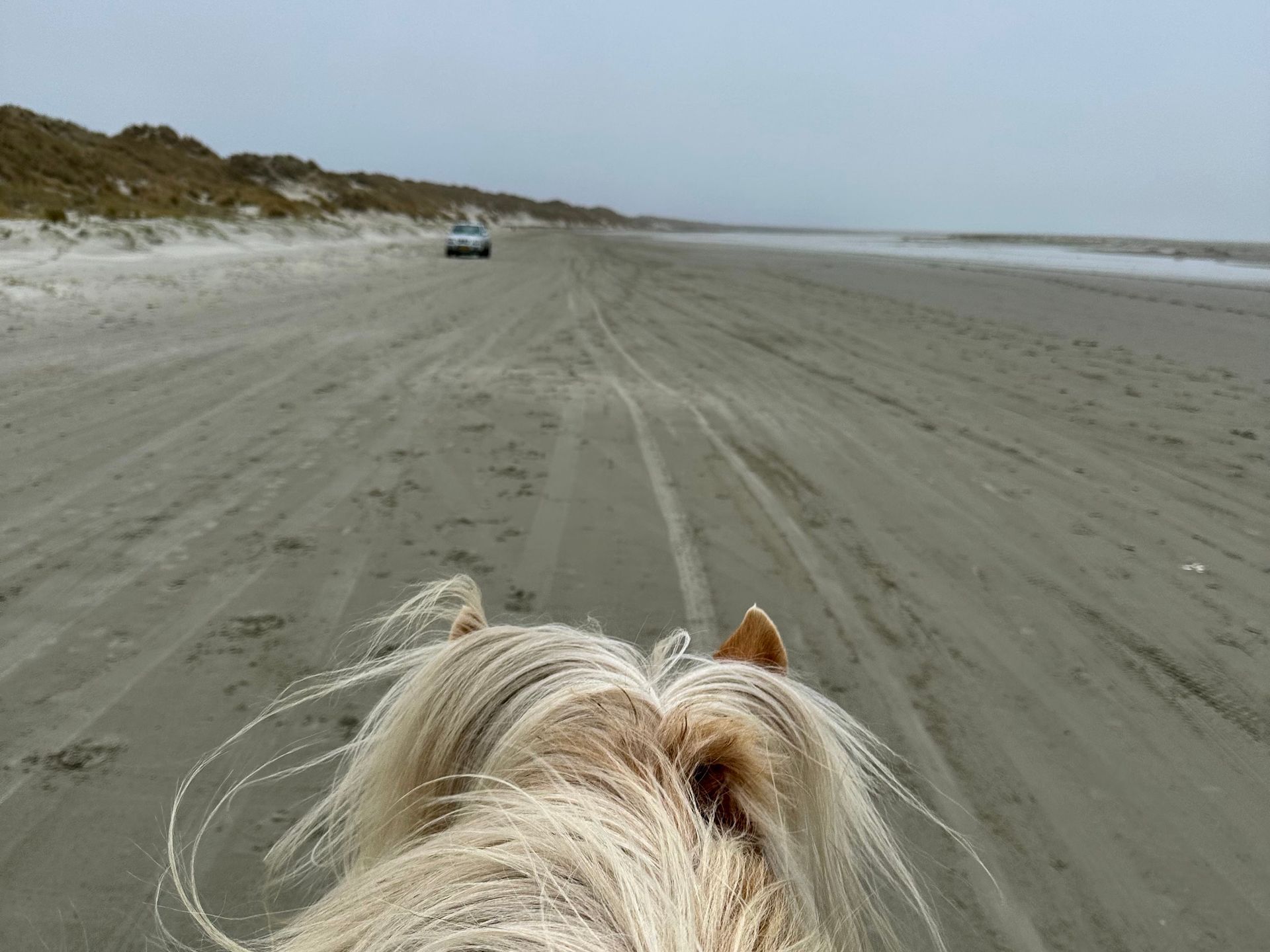 Paardrijden op het strand van Ameland 2023