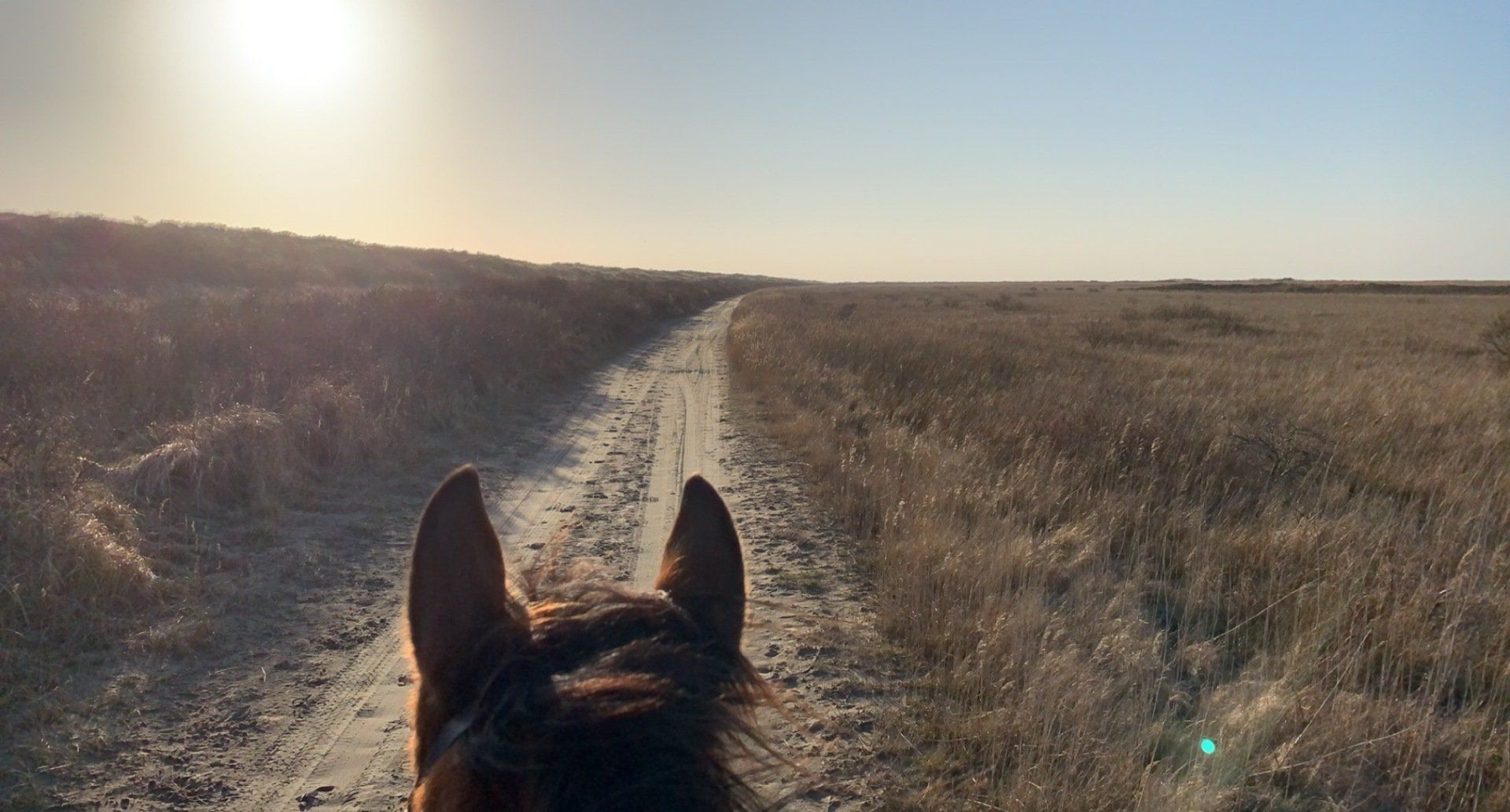 Paard op het groene strand van Ameland; ruiterroutes