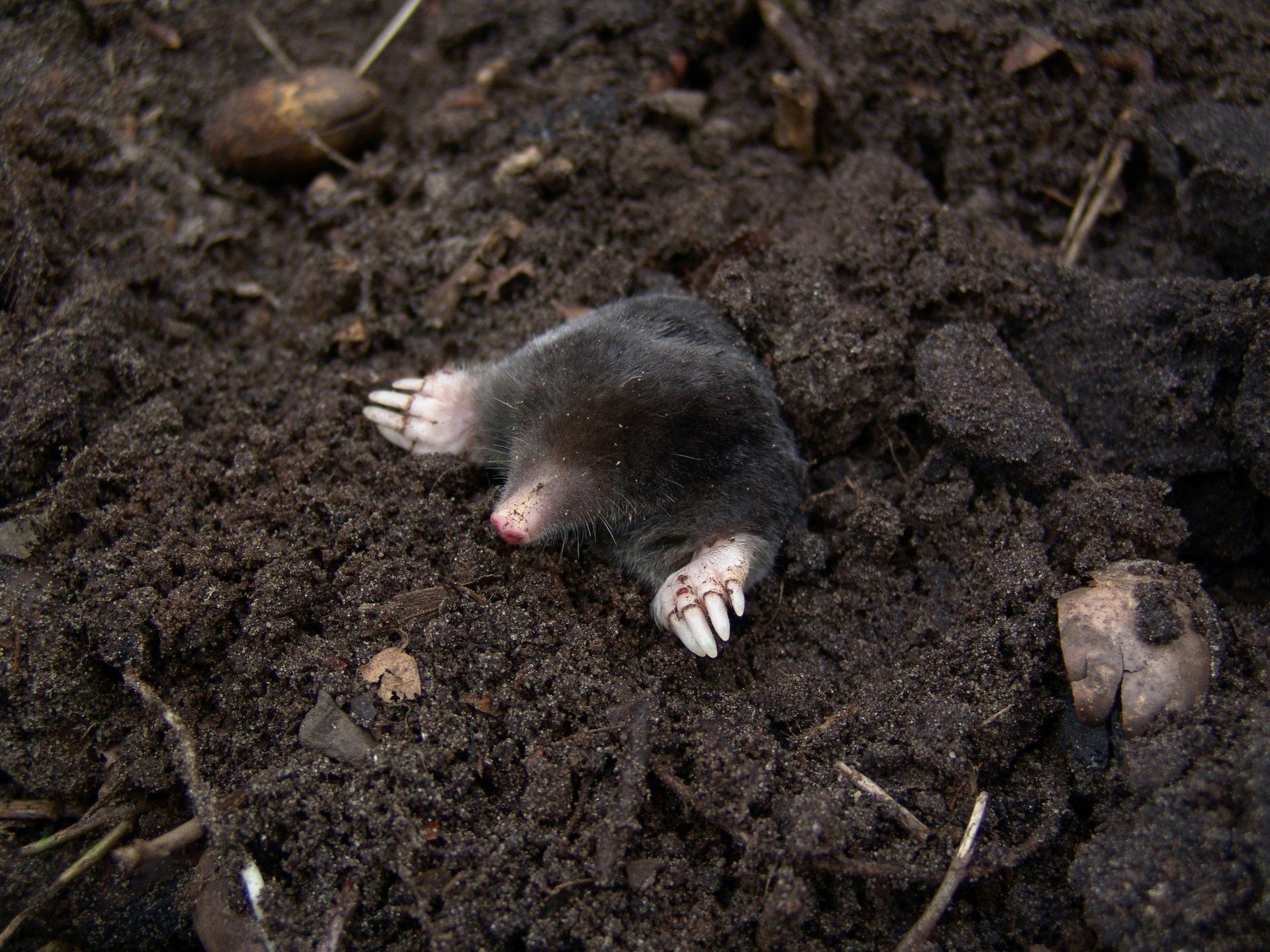 A close up of a mole laying in the dirt.