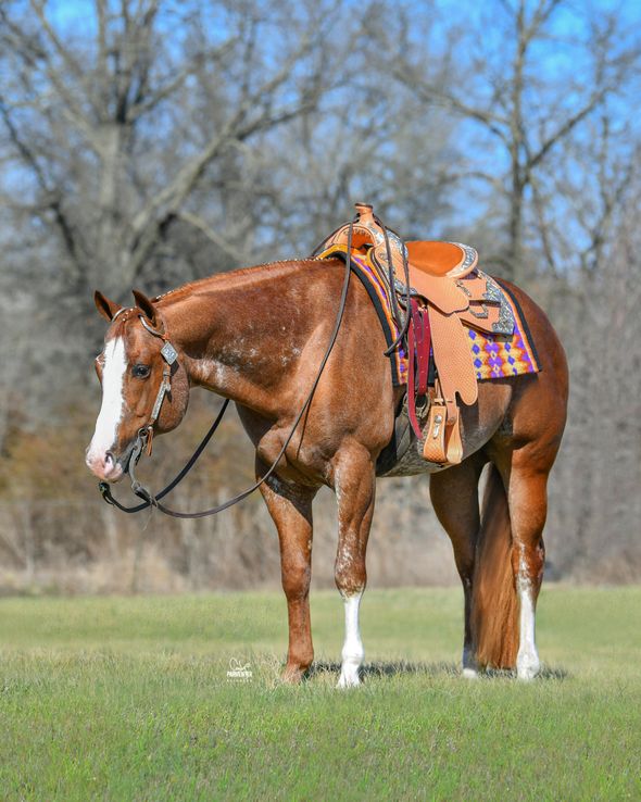 Rockin By Moonlite | Sorrel Triple Registered Stallion | Richards Ranch