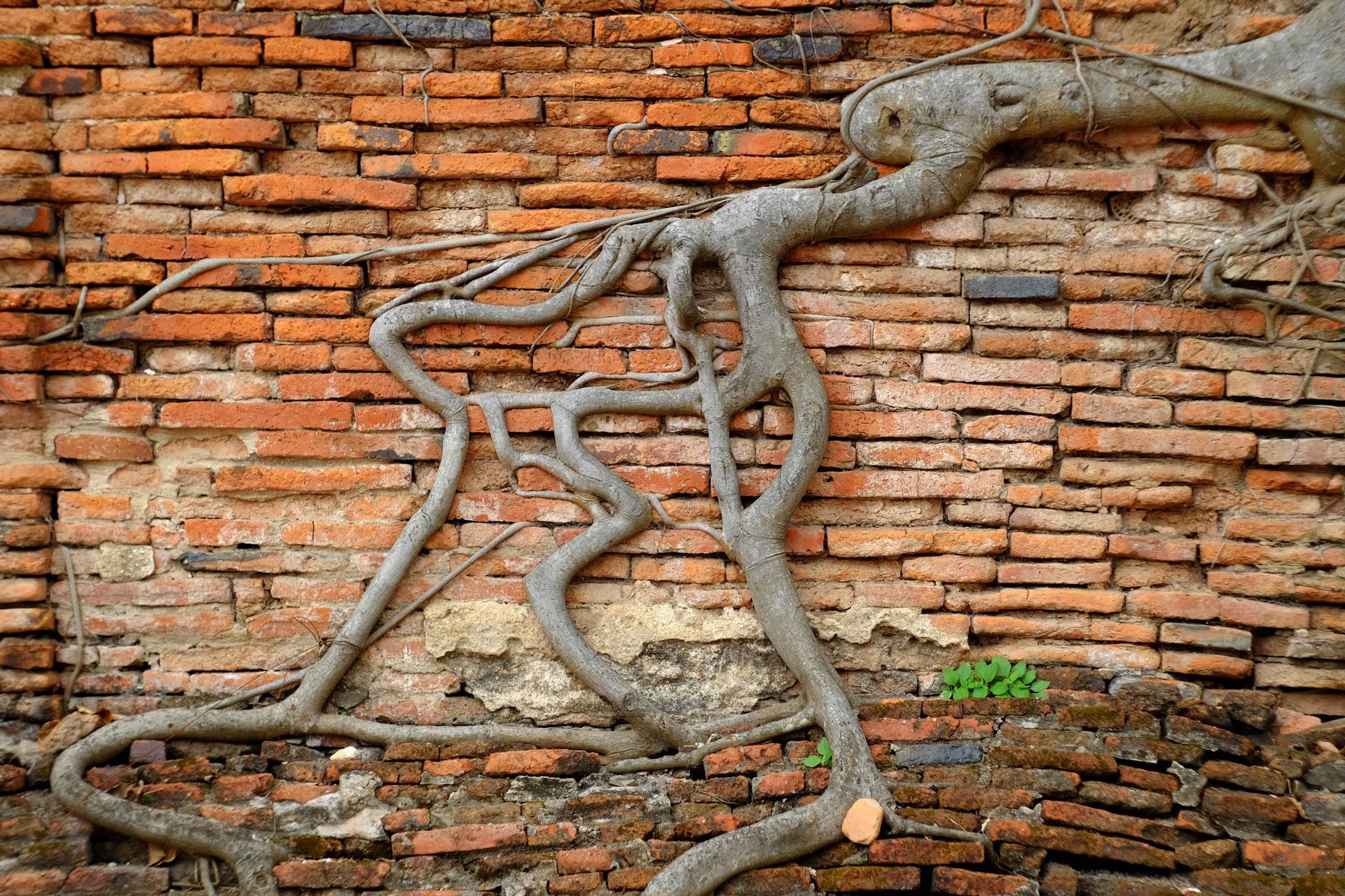 Tree roots encroach and overwhelm a brick foundation.