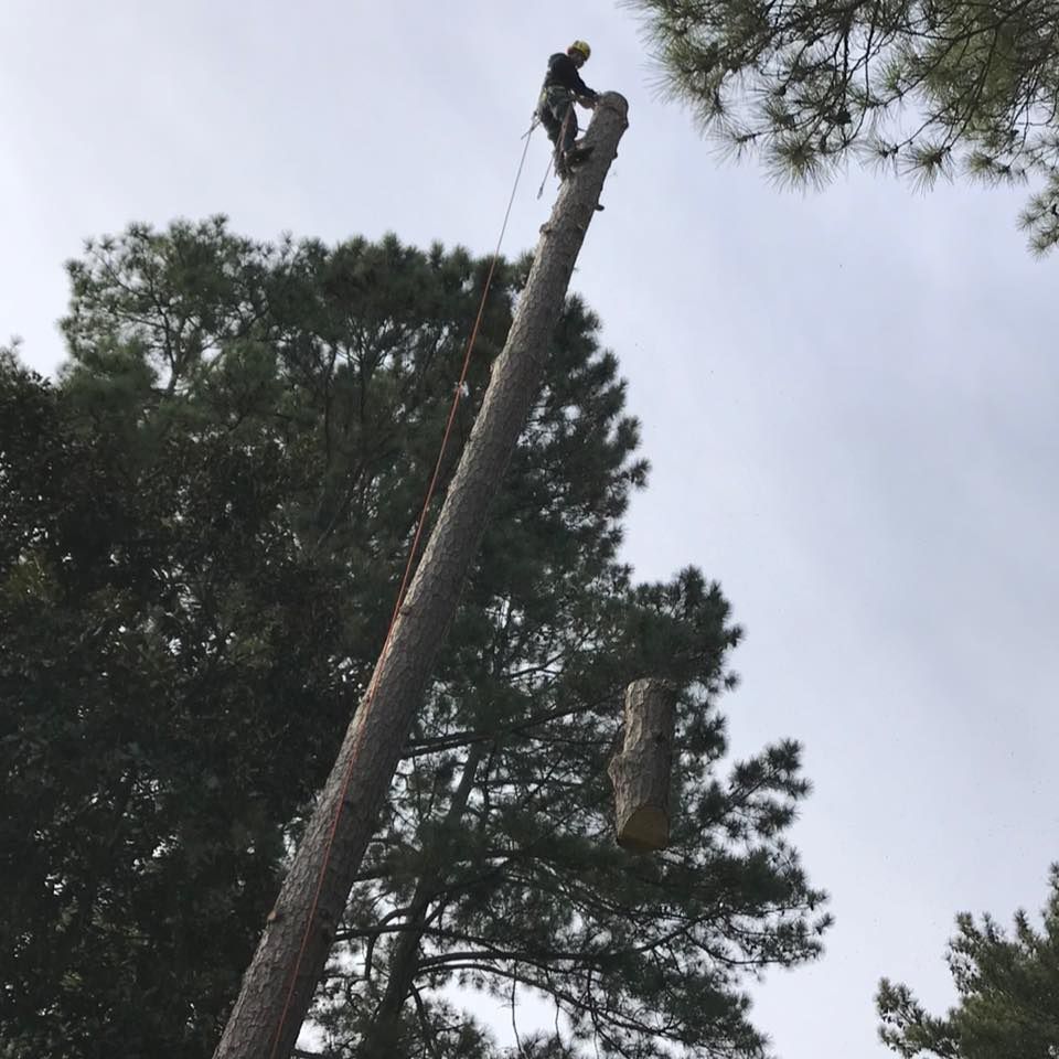 A man is standing on top of a tall tree