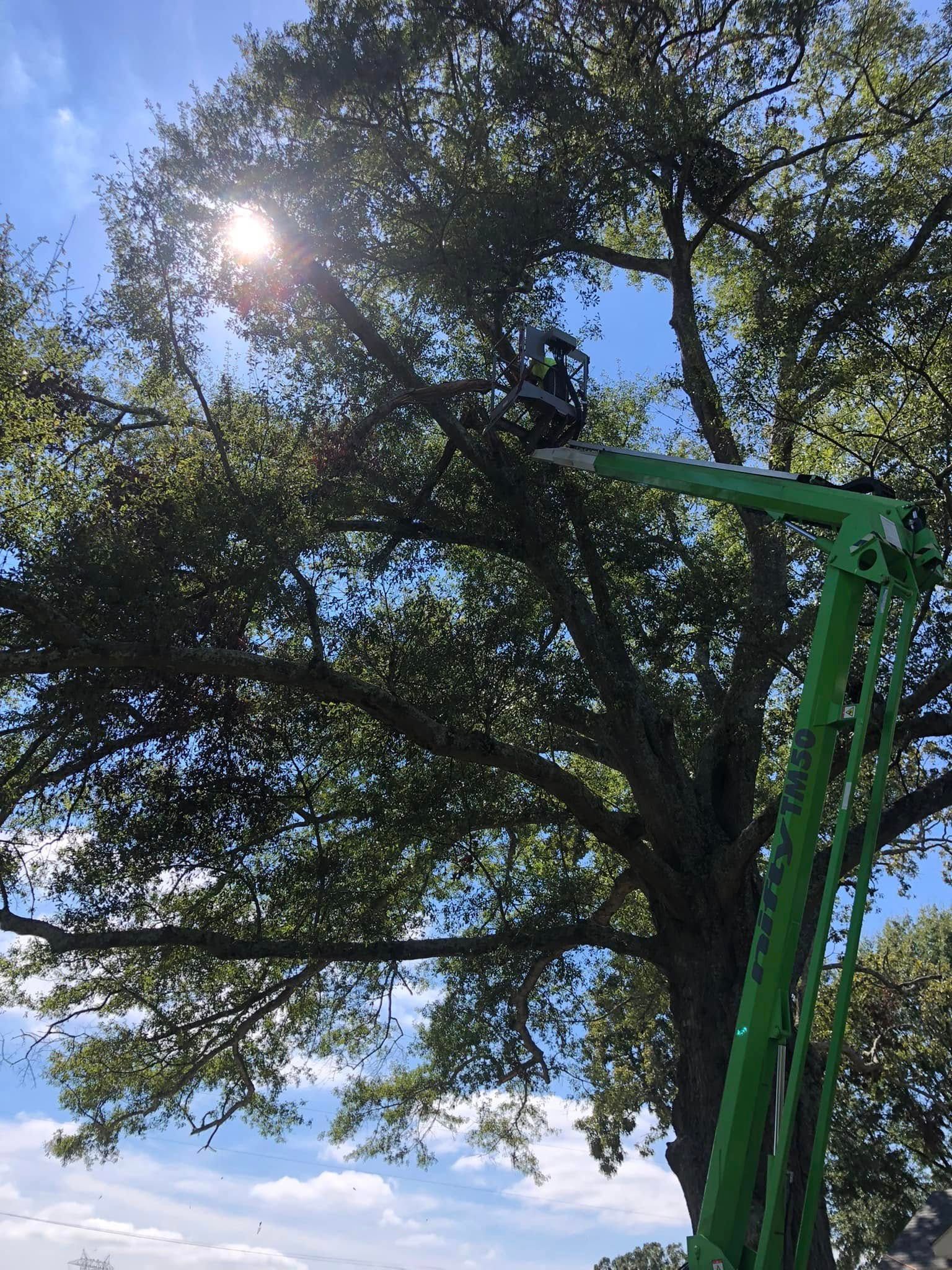 A man is cutting a tree with a green crane.