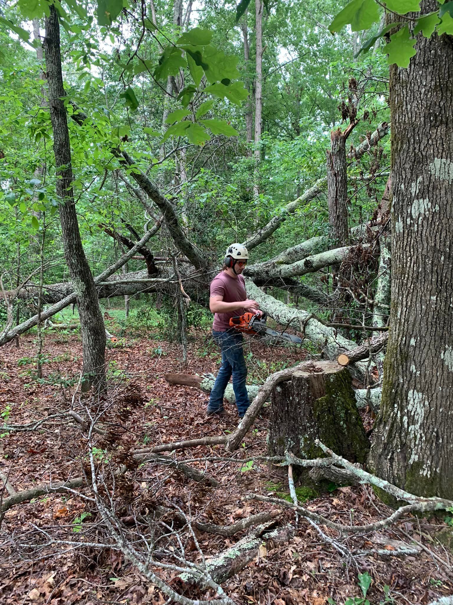 A man is cutting a tree in the woods with a chainsaw.