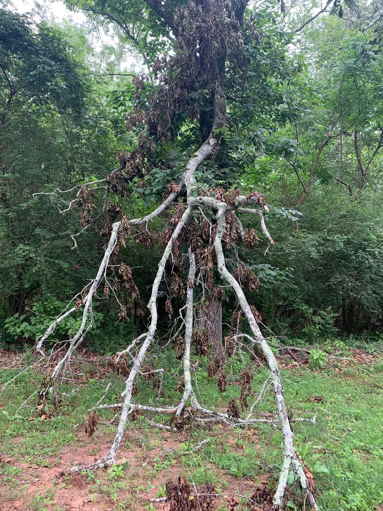 A tree that has fallen over in the middle of a forest.