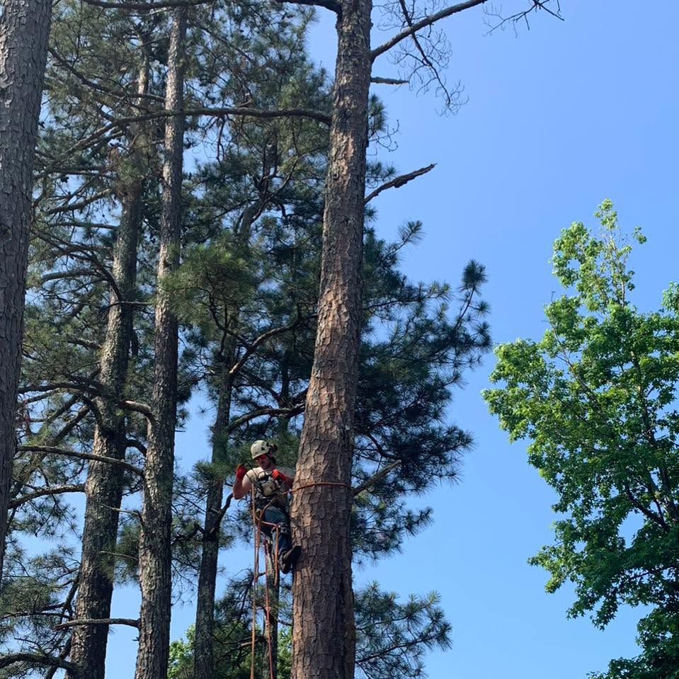 A man is climbing up a tree on a sunny day