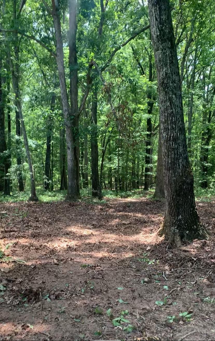 A path in the middle of a forest with trees and dirt.