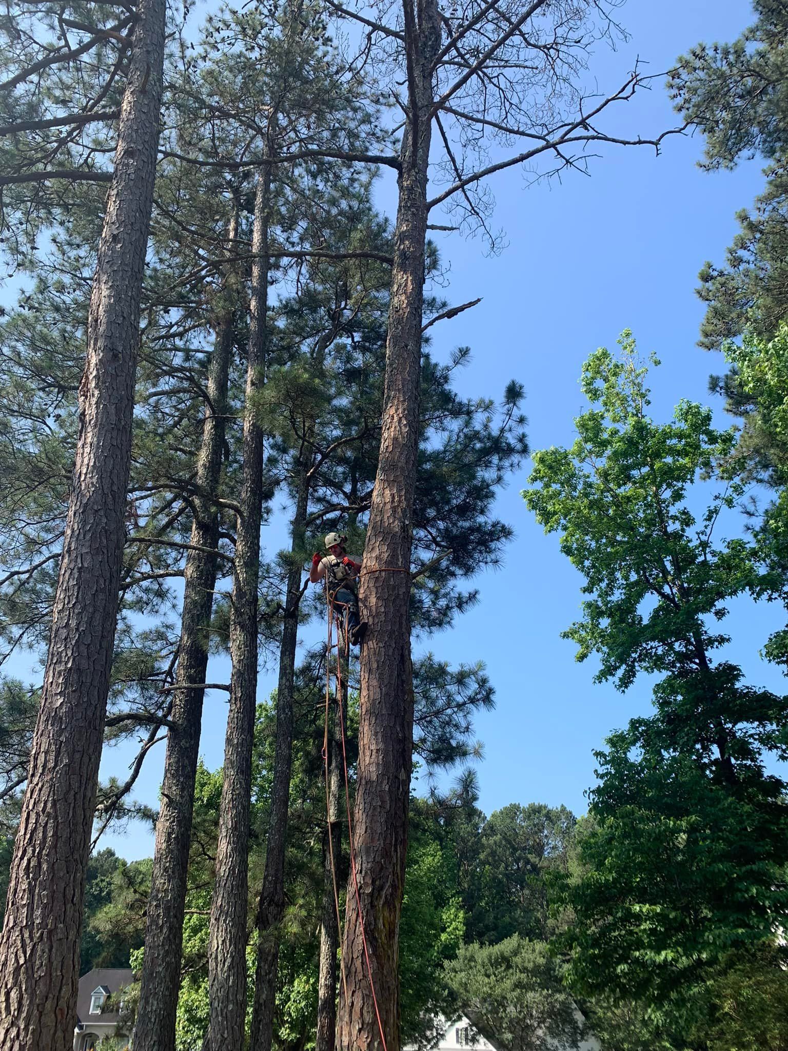 A man is climbing a tree on a sunny day.
