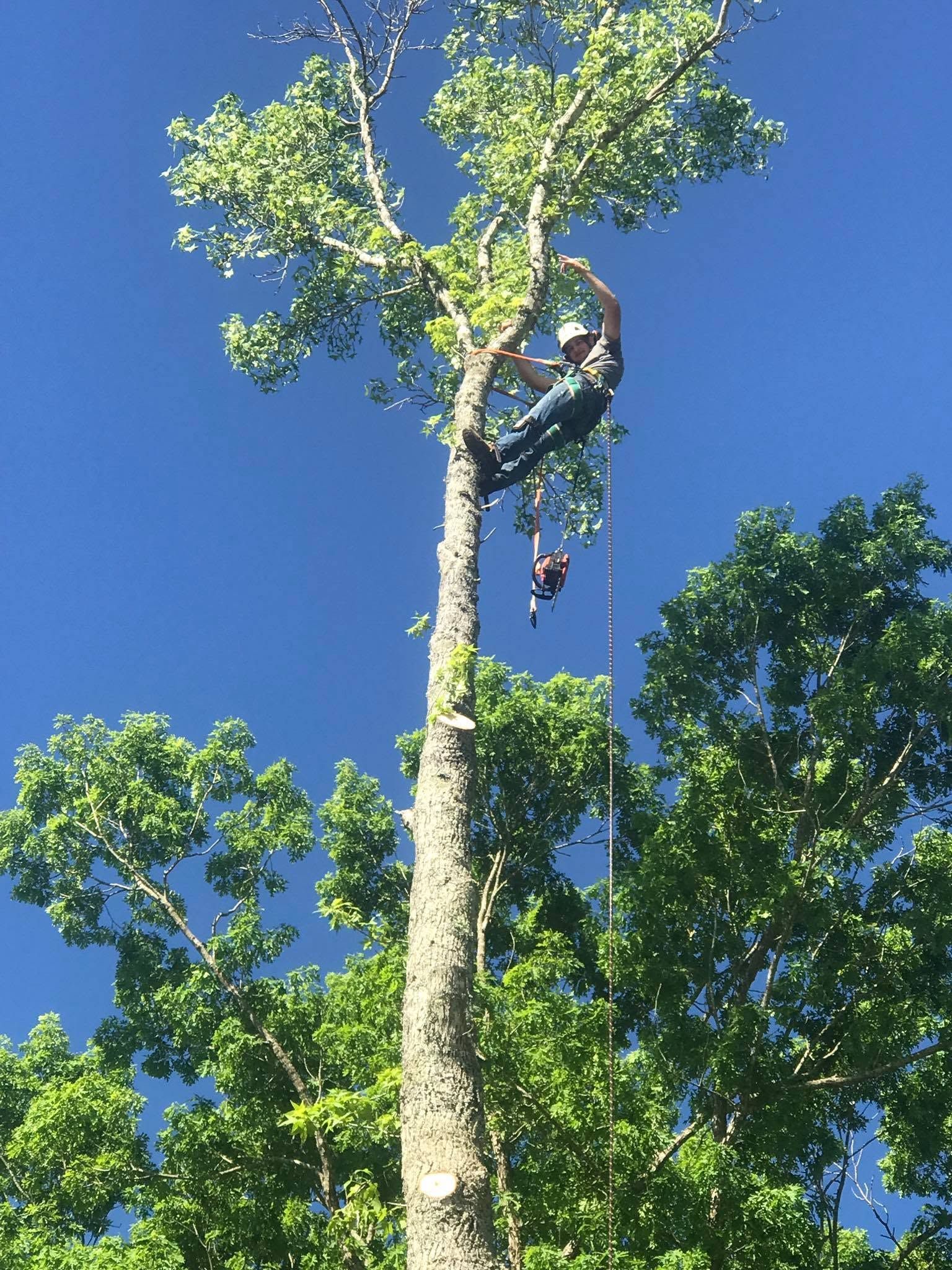 A man is climbing up a tree with a blue sky in the background.