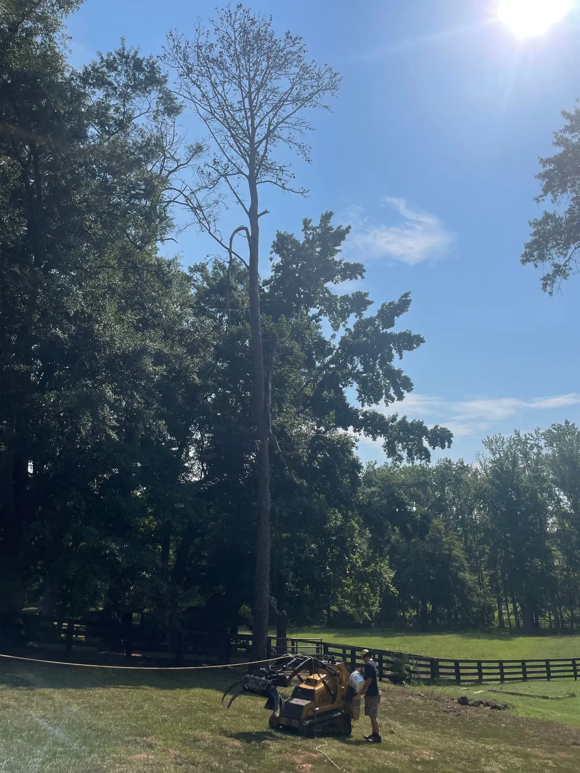 A large tree in a field with a fence in the background
