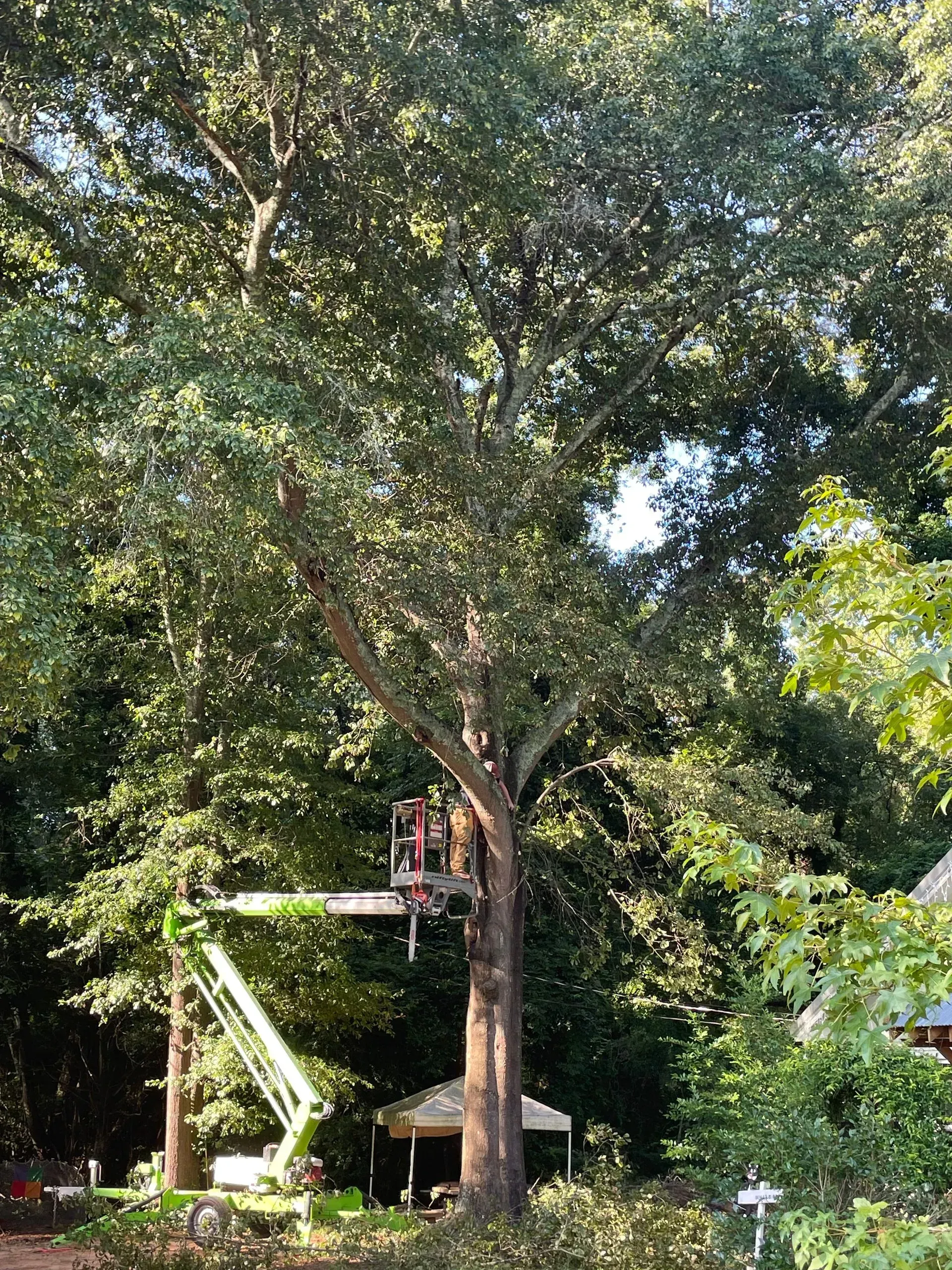 A man is cutting a tree with a crane.