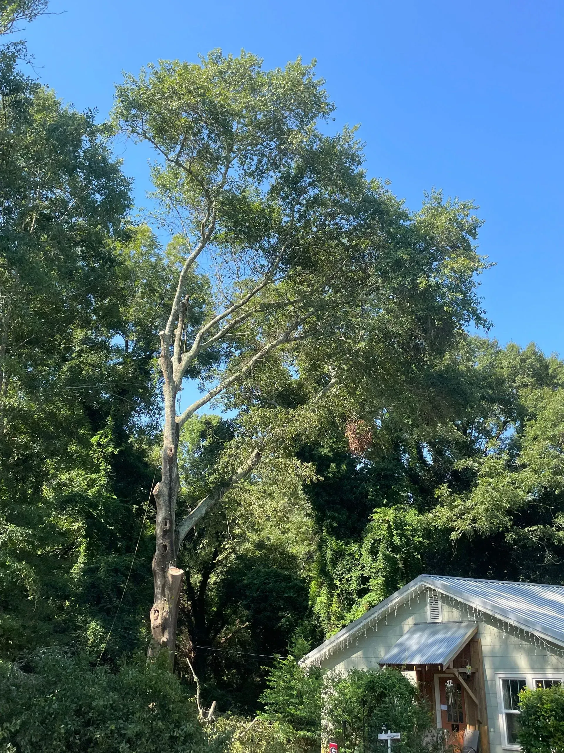 A house is surrounded by trees and bushes with a large tree in the foreground.