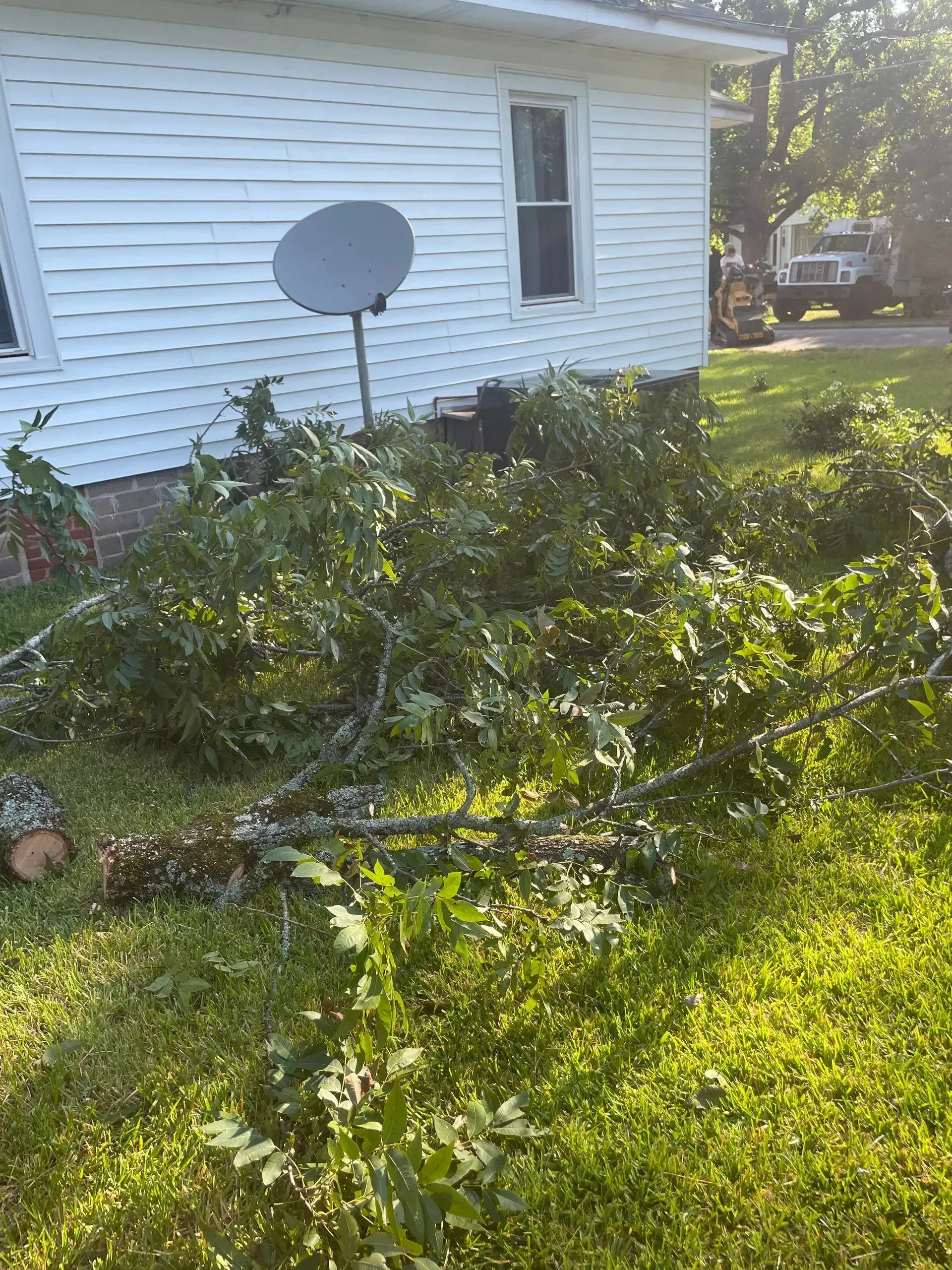 A tree branch is laying in the grass in front of a house.