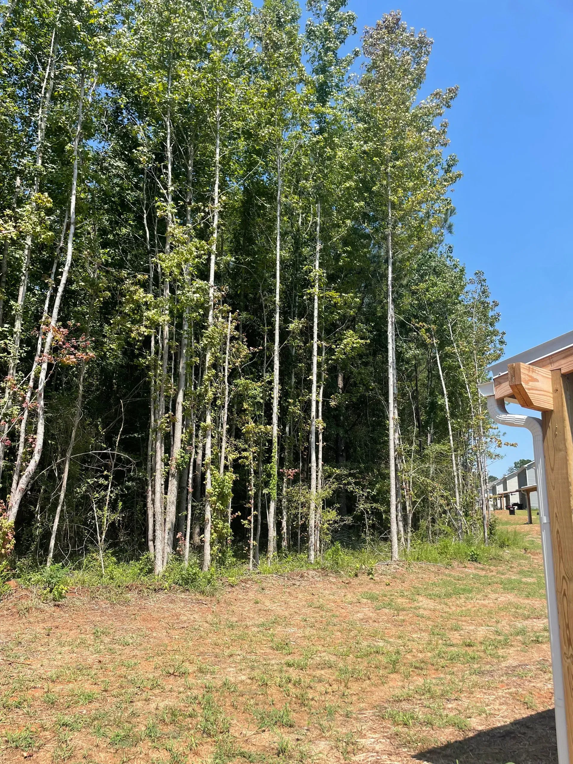 A row of trees in a field with a house in the background.