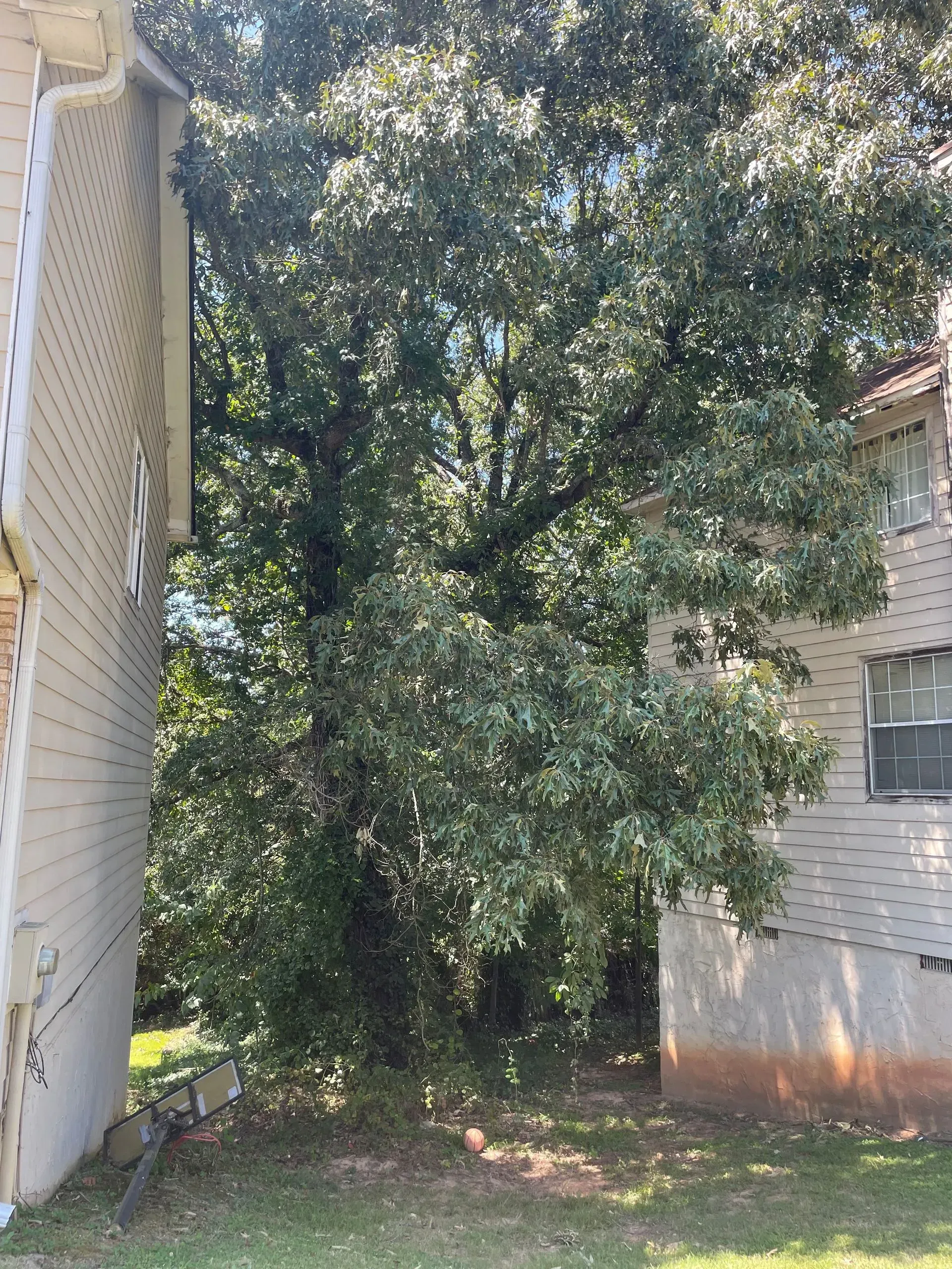 A white house with a tree in front of it.