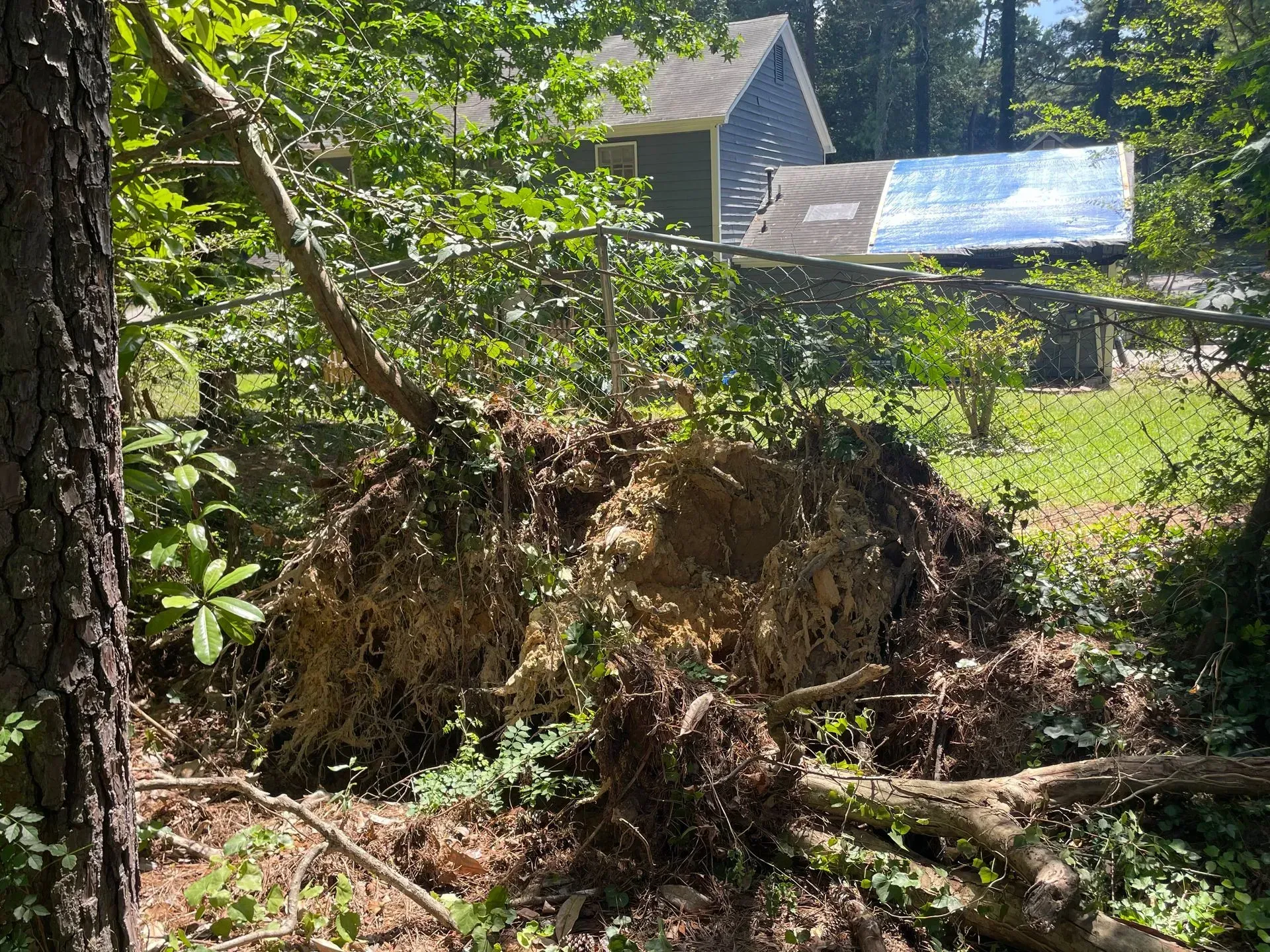 A fallen tree in a yard with a house in the background.