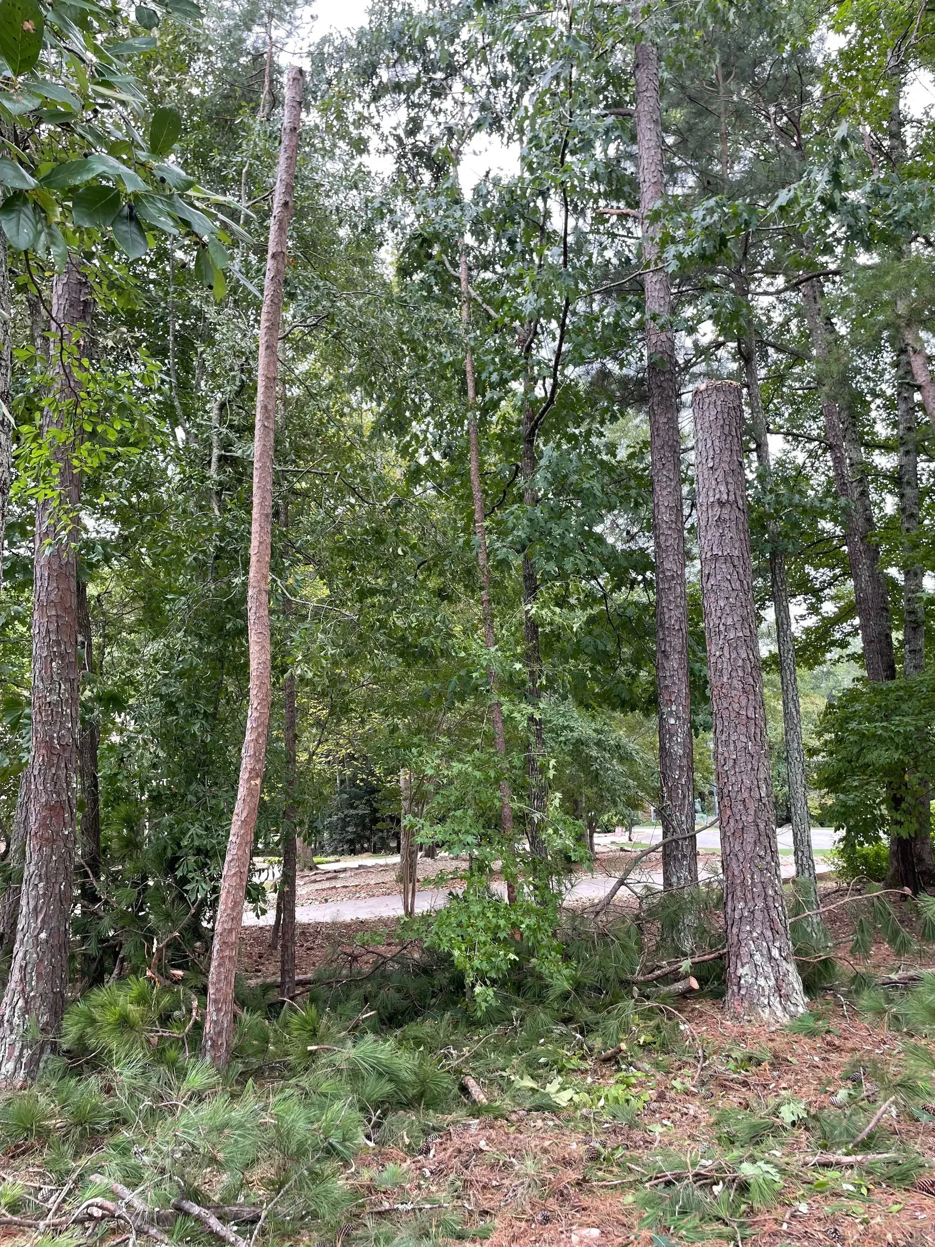 A forest filled with lots of trees and leaves.
