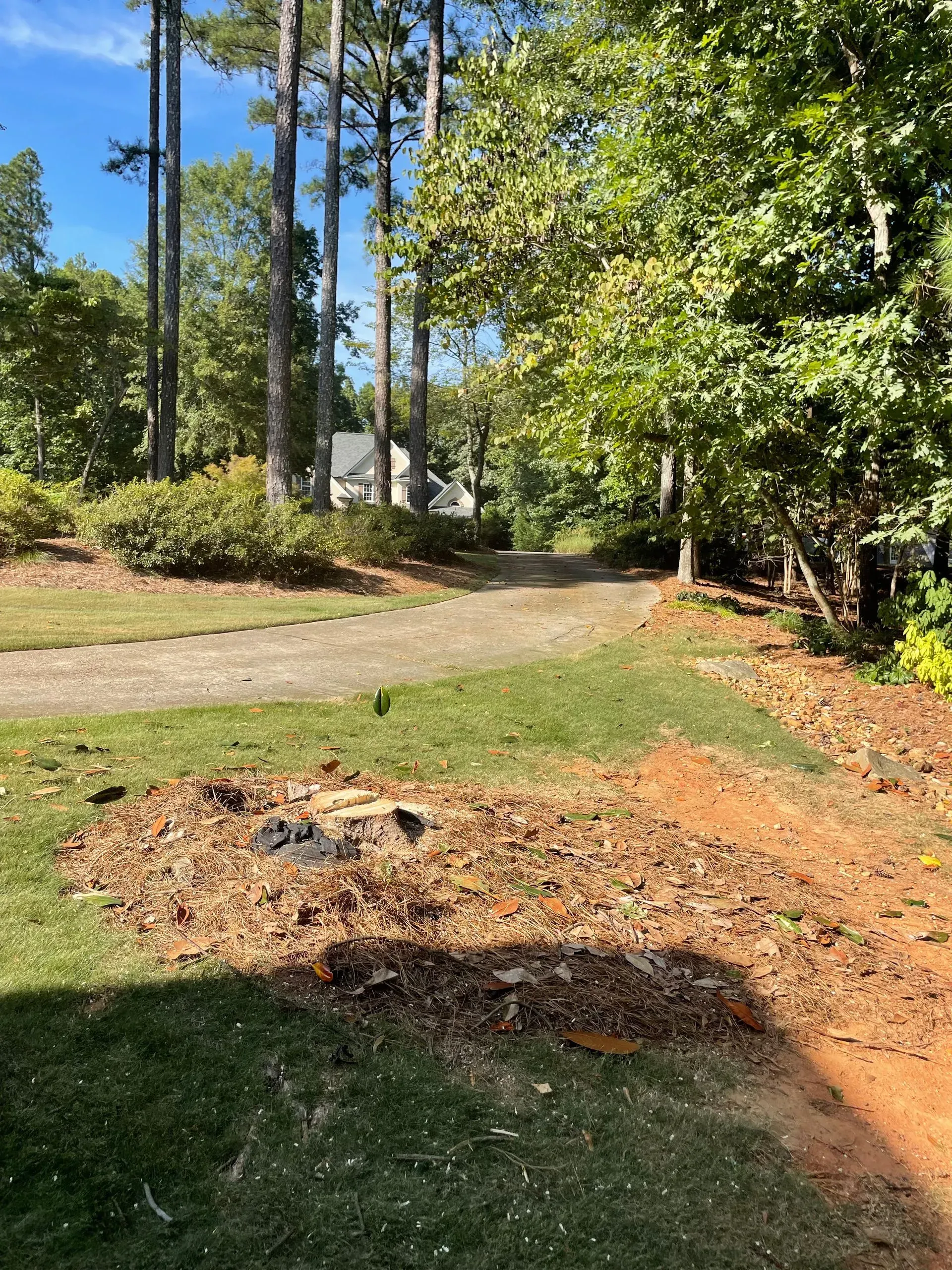 A dirt road going through a lush green forest.