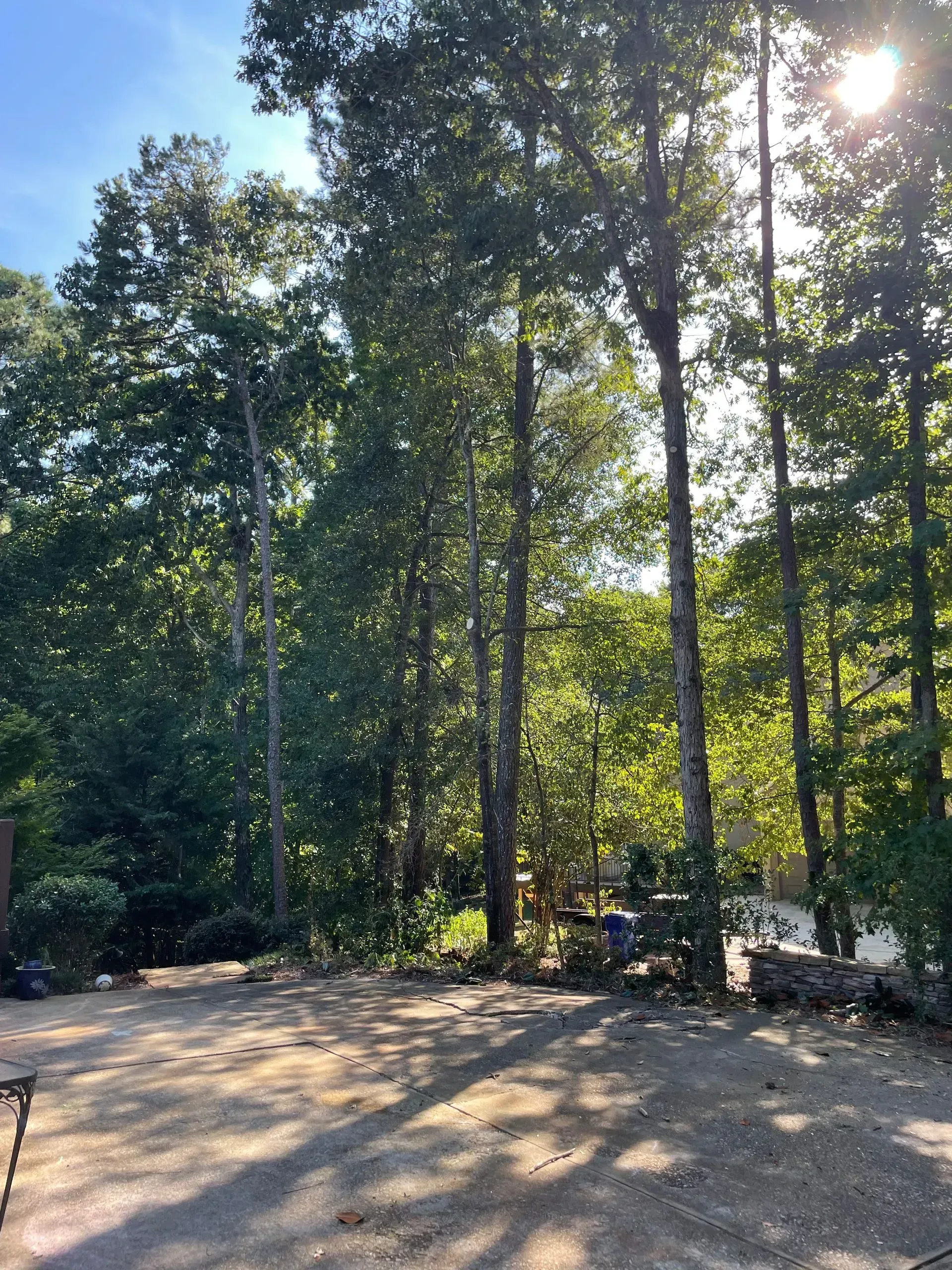 The sun is shining through the trees in the woods