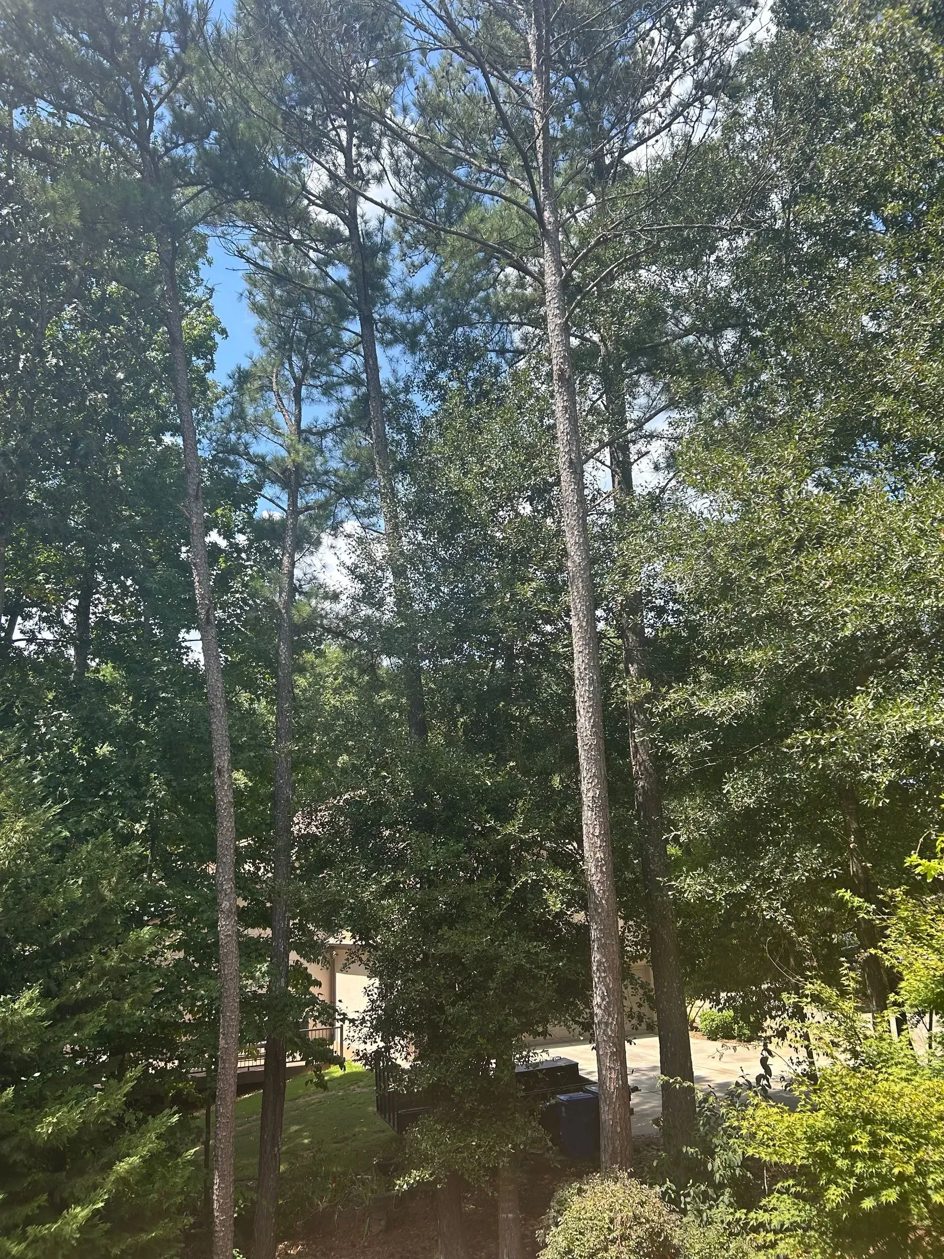 A group of trees in a forest with a blue sky in the background.
