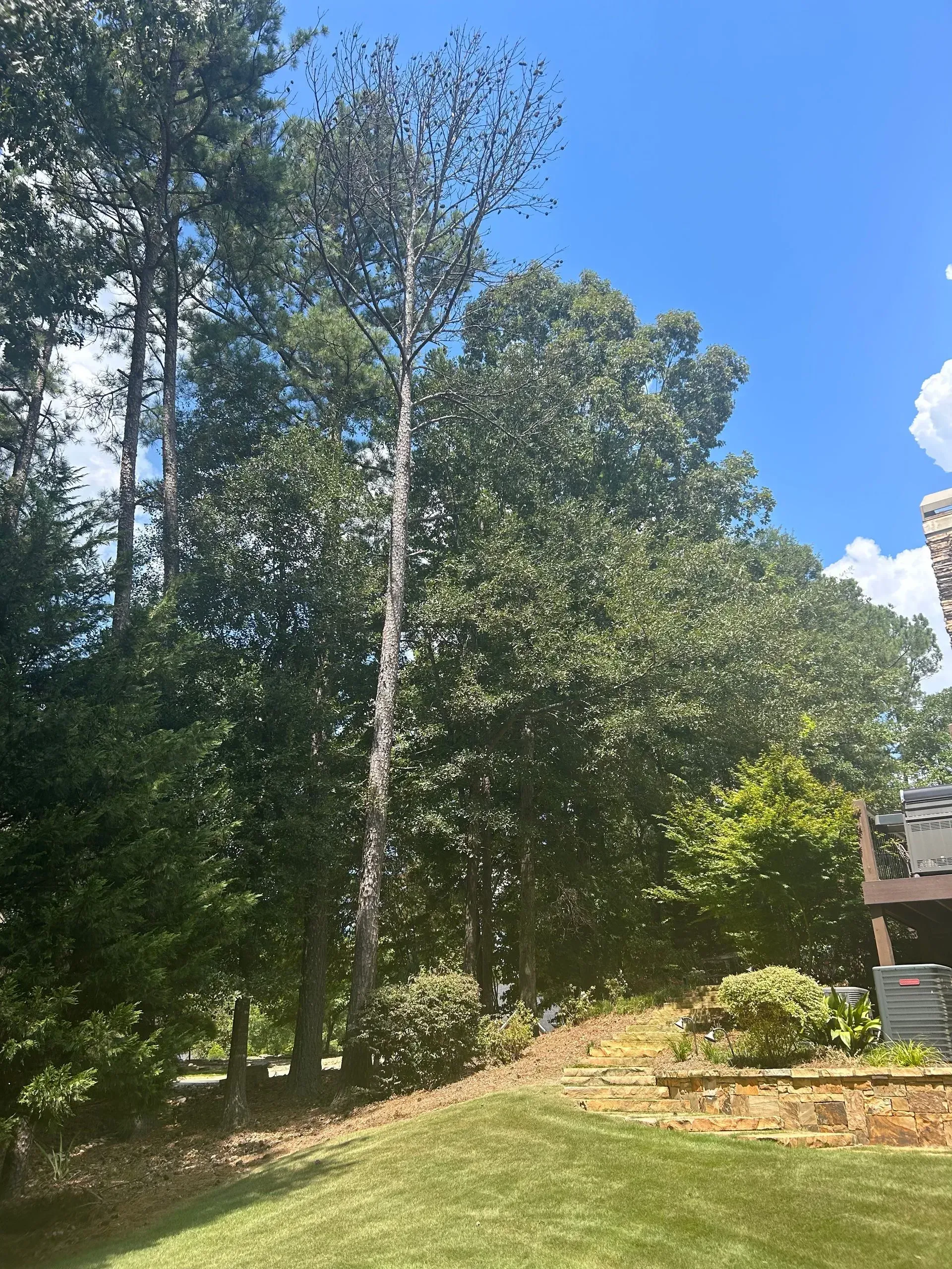 A lush green yard with trees and a house in the background.
