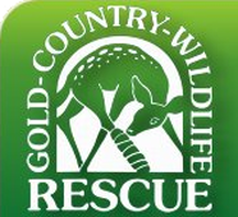 Gold Country - Wildlife Rescue