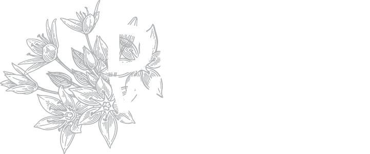 dreamweaver studio